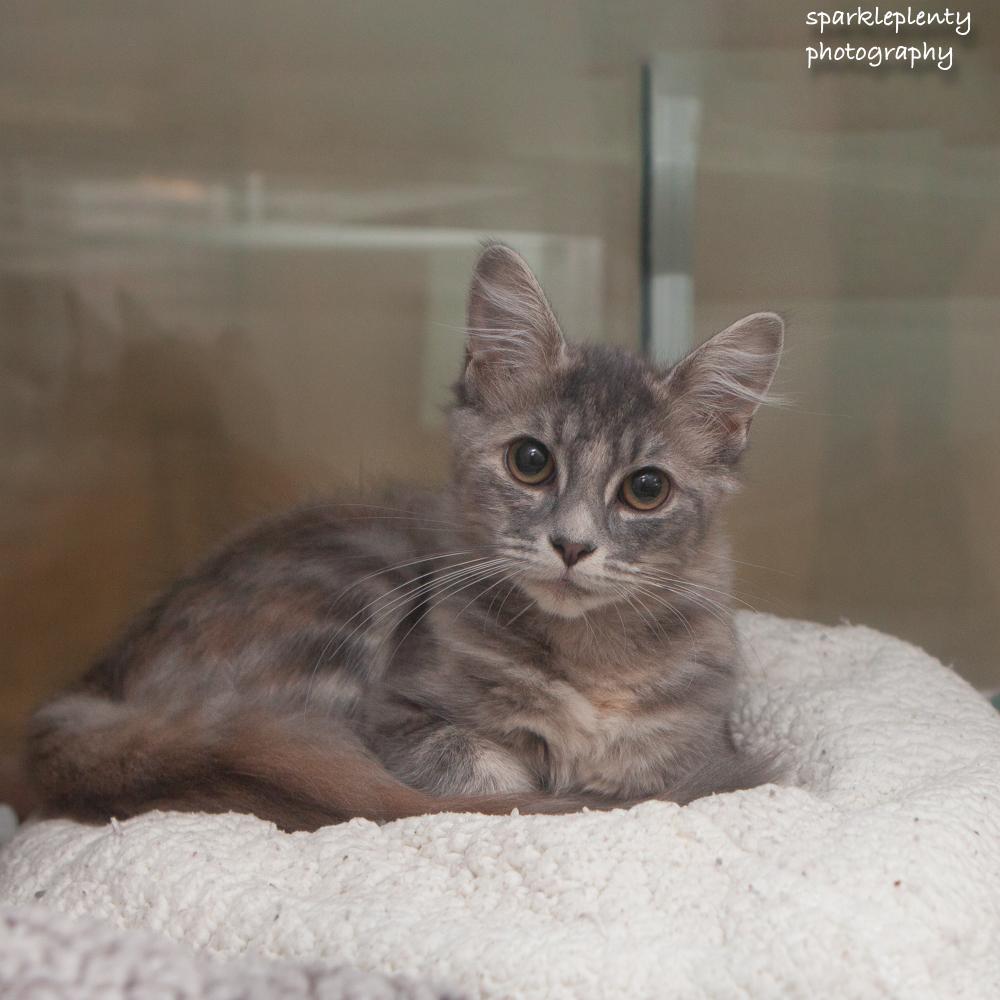 Thelma, Adopted, Kitten Female Domestic Medium Hair.
