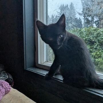 Enlarge Styx, a Adoptable Domestic Short Hair in Estacada, OR image 1/1