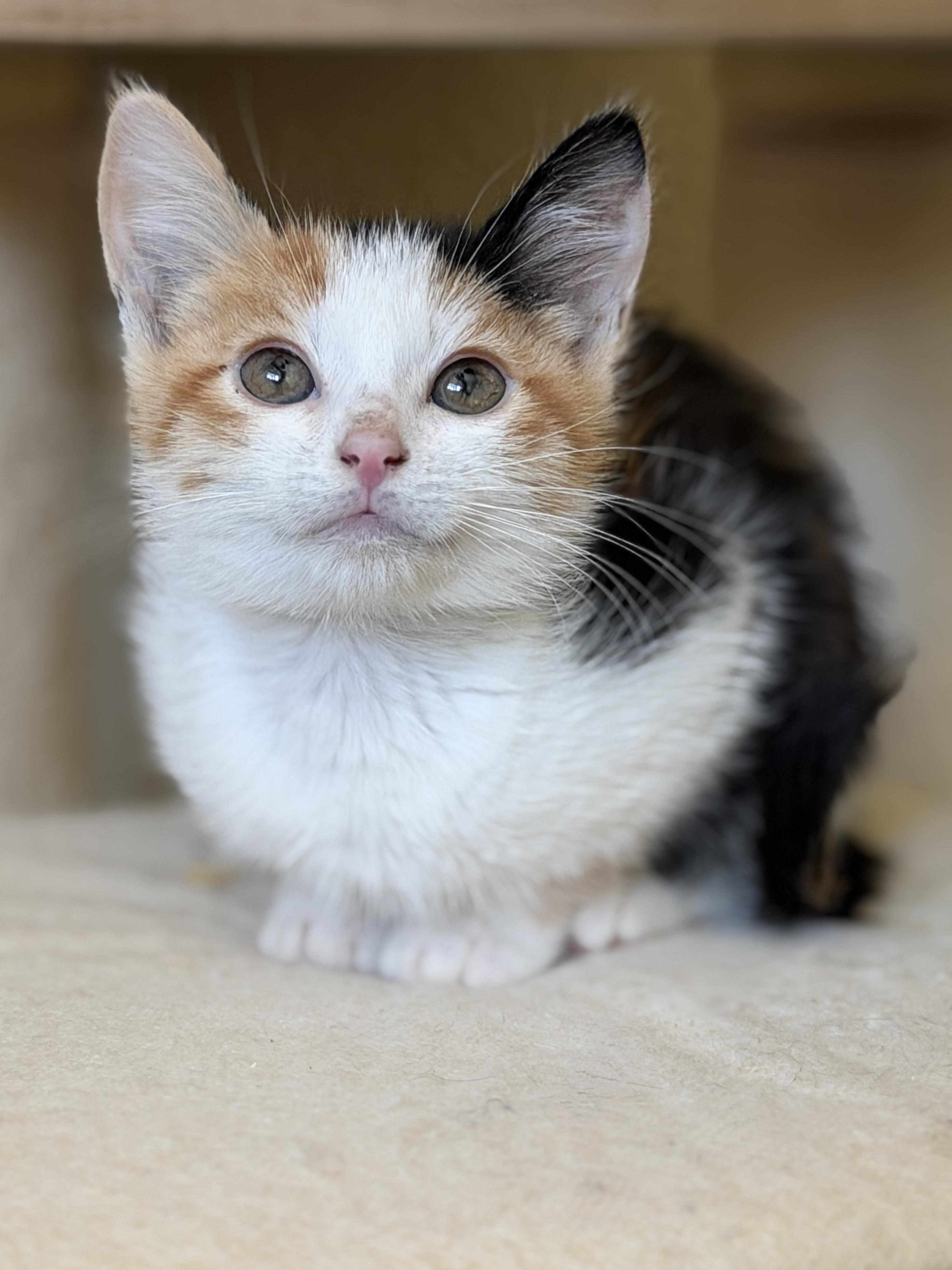Brooklyn, ADOPTABLE, Kitten Female Domestic Short Hair.
