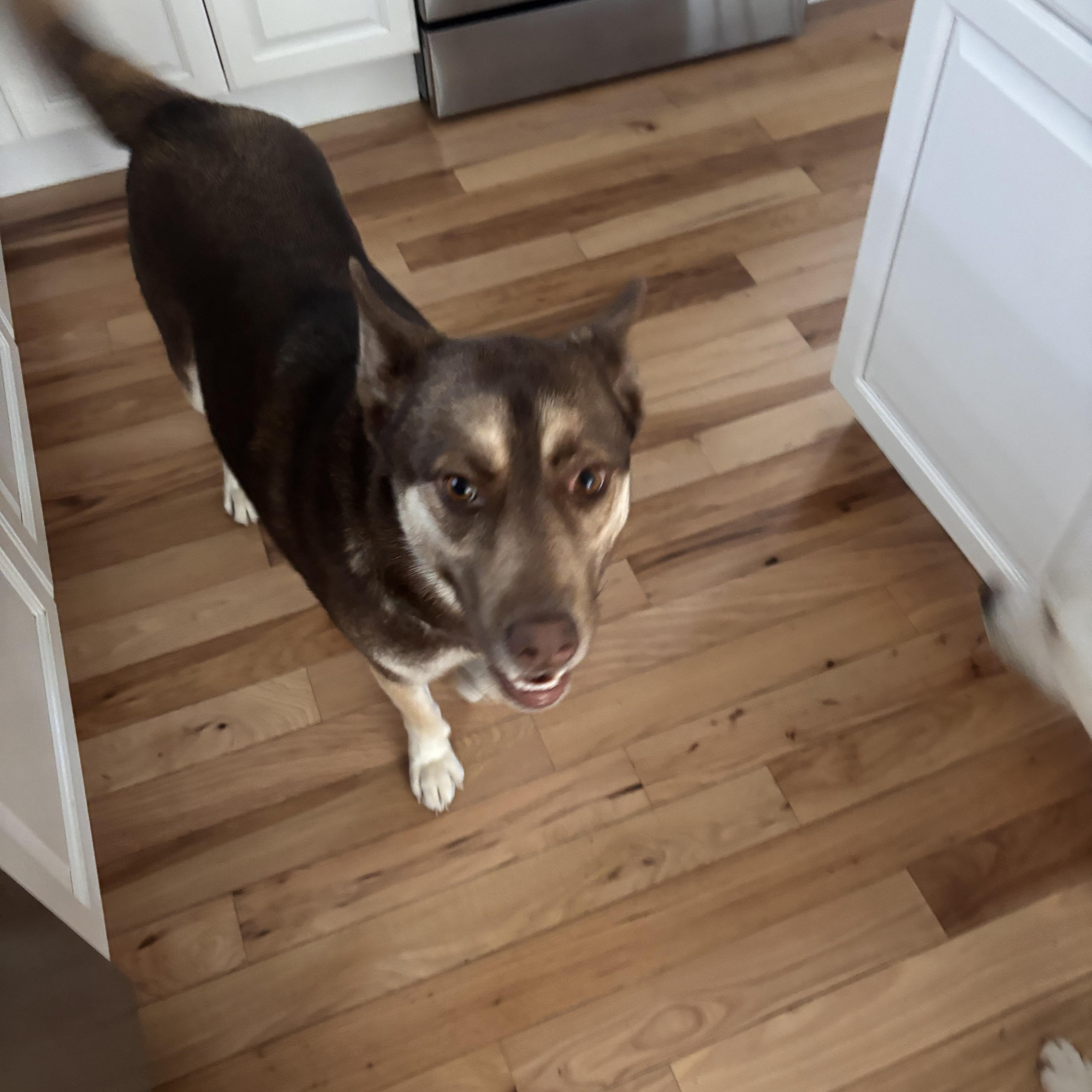 Enlarge Benji, a Adoptable mixed breed in Weston, MA image 4/4
