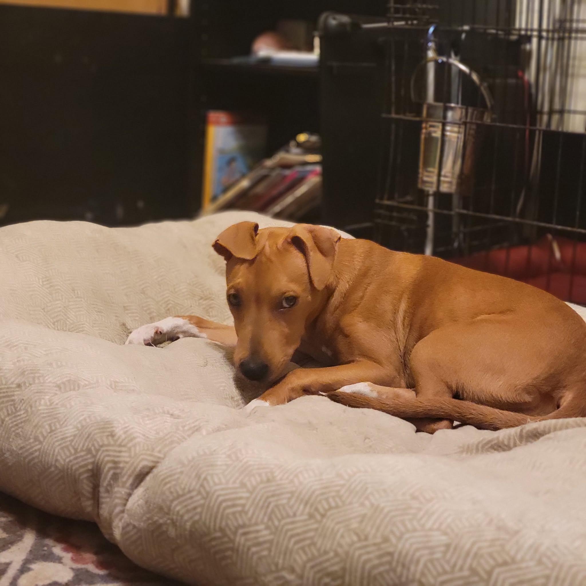 Ledy, a Adoptable mixed breed in Bethlehem, PA image 4/5