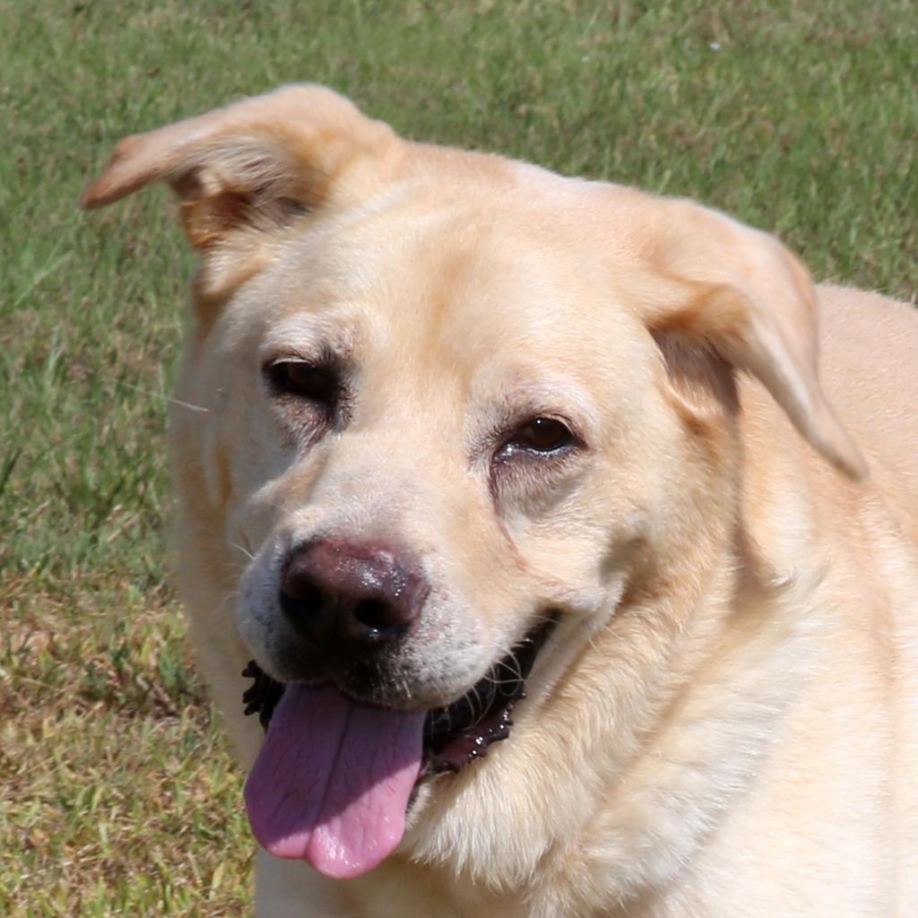 Enlarge Bruno, a Adoptable Yellow Labrador Retriever in Natchitoches, LA image 1/3