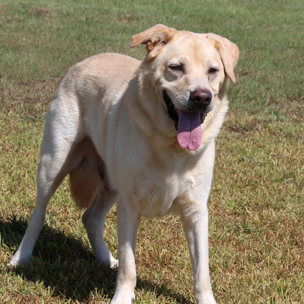 Enlarge Bruno, a Adoptable Yellow Labrador Retriever in Natchitoches, LA image 2/3
