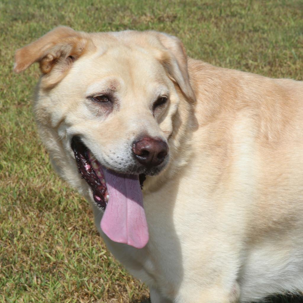 Enlarge Bruno, a Adoptable Yellow Labrador Retriever in Natchitoches, LA image 3/3