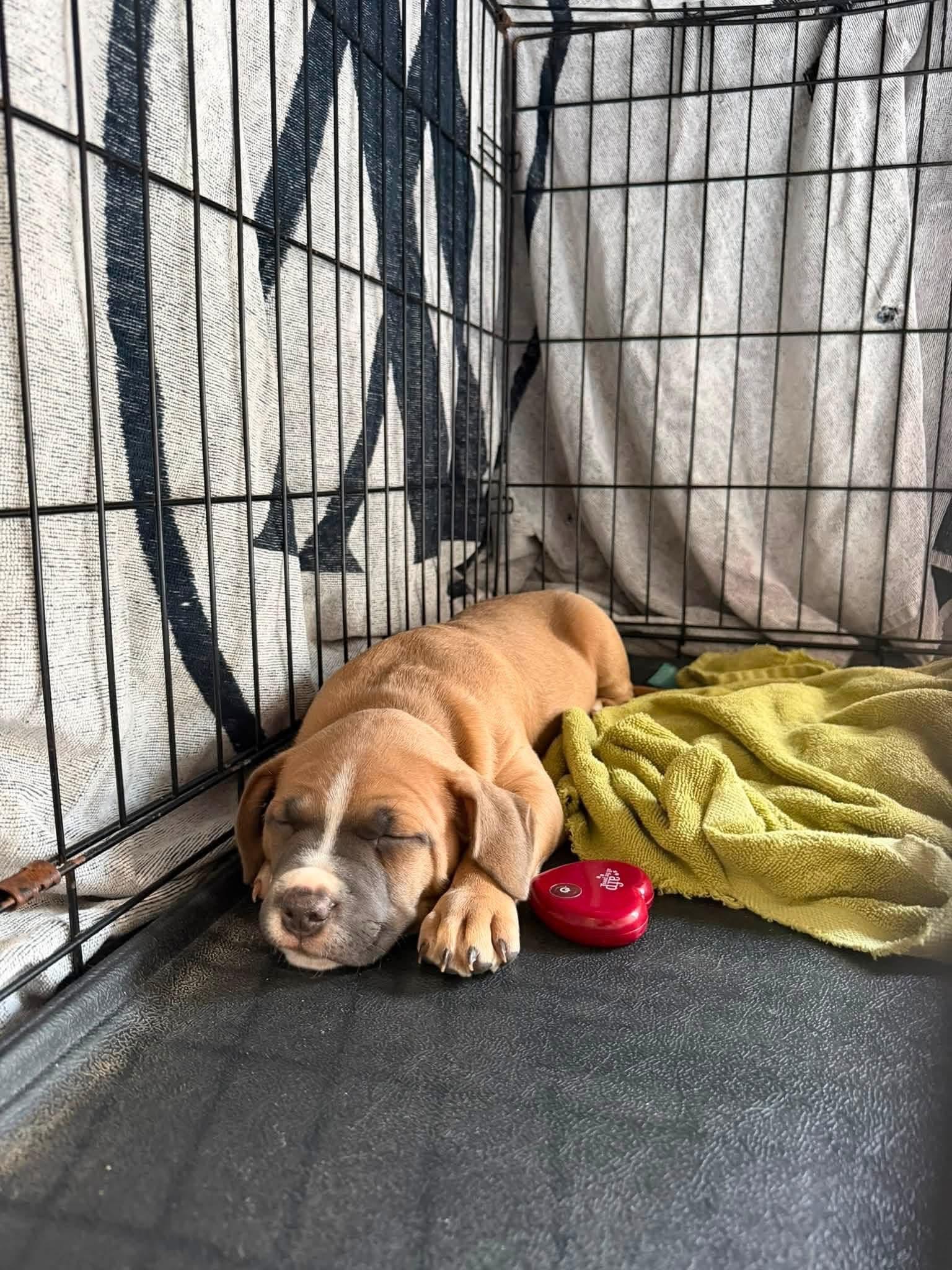 Taco, a Adoptable mixed breed in O'Fallon, MO image 2/5
