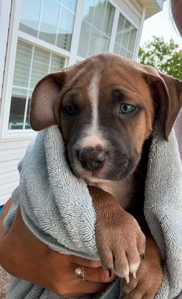 Taco, a Adoptable mixed breed in O'Fallon, MO image 3/5