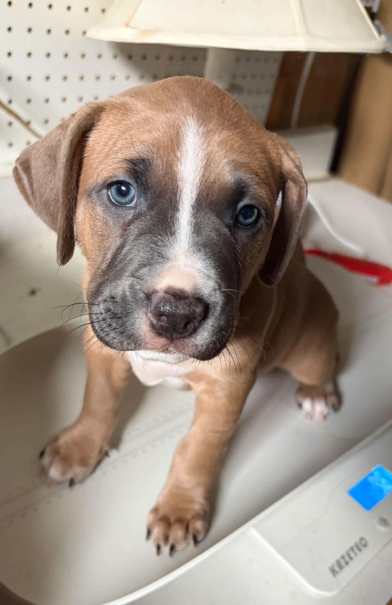 Taco, Adoptable, Puppy Male American Staffordshire Terrier.