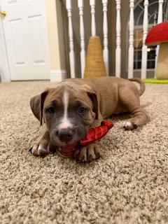 Taco, a Adoptable mixed breed in O'Fallon, MO image 5/5