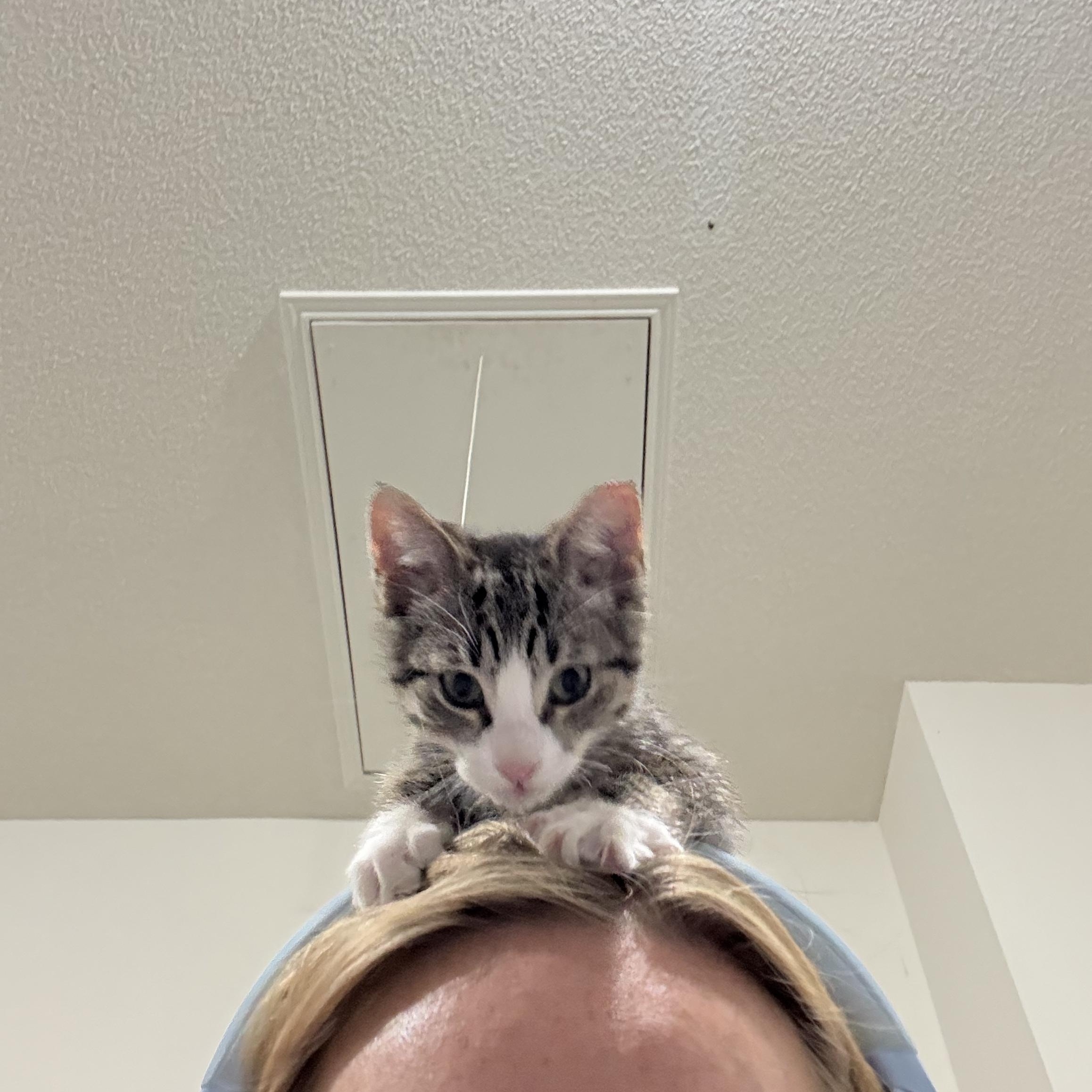 Angelica Schuyler, an adoptable Tabby in Lubbock, TX, 79490 | Photo Image 2