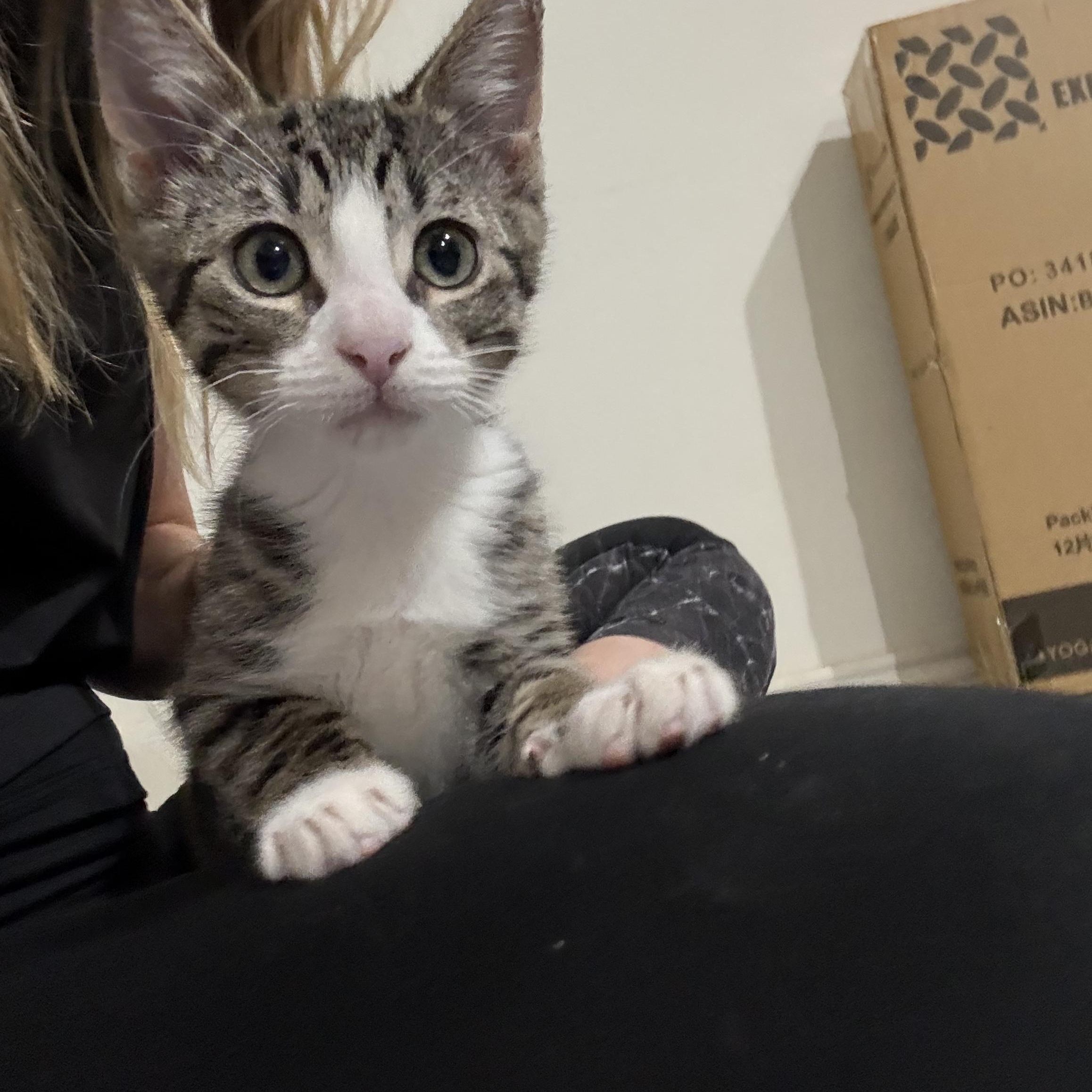 Angelica Schuyler, Young Female Tabby