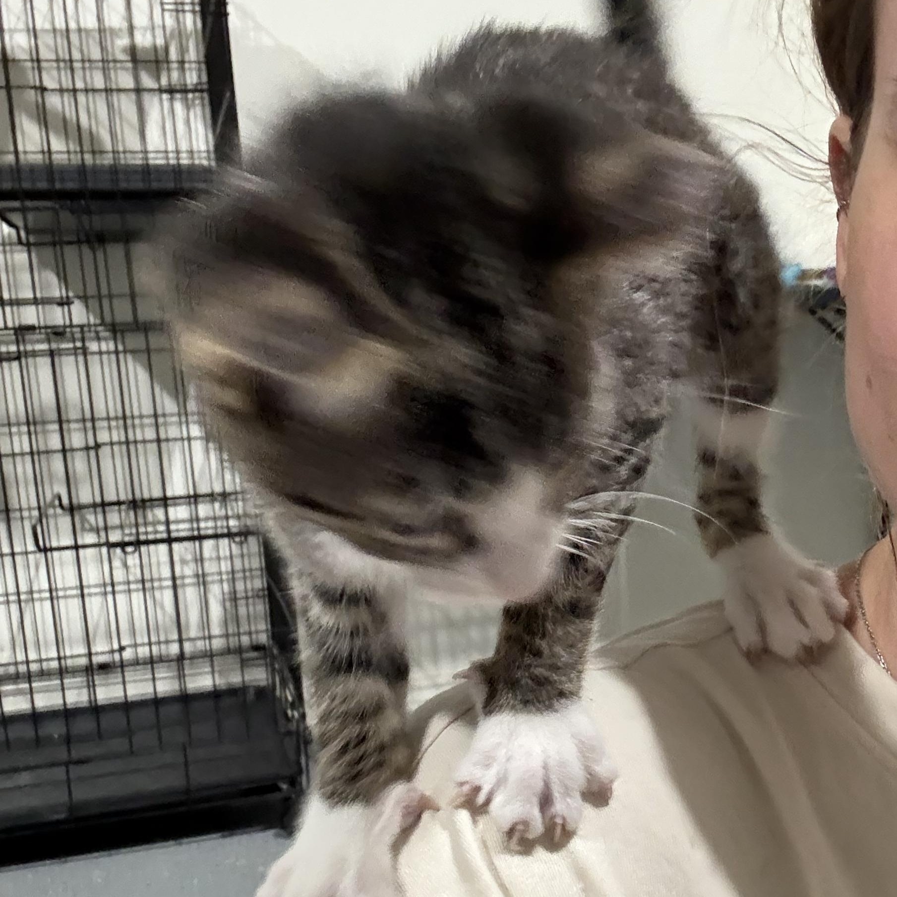 Angelica Schuyler, an adoptable Tabby in Lubbock, TX, 79490 | Photo Image 3