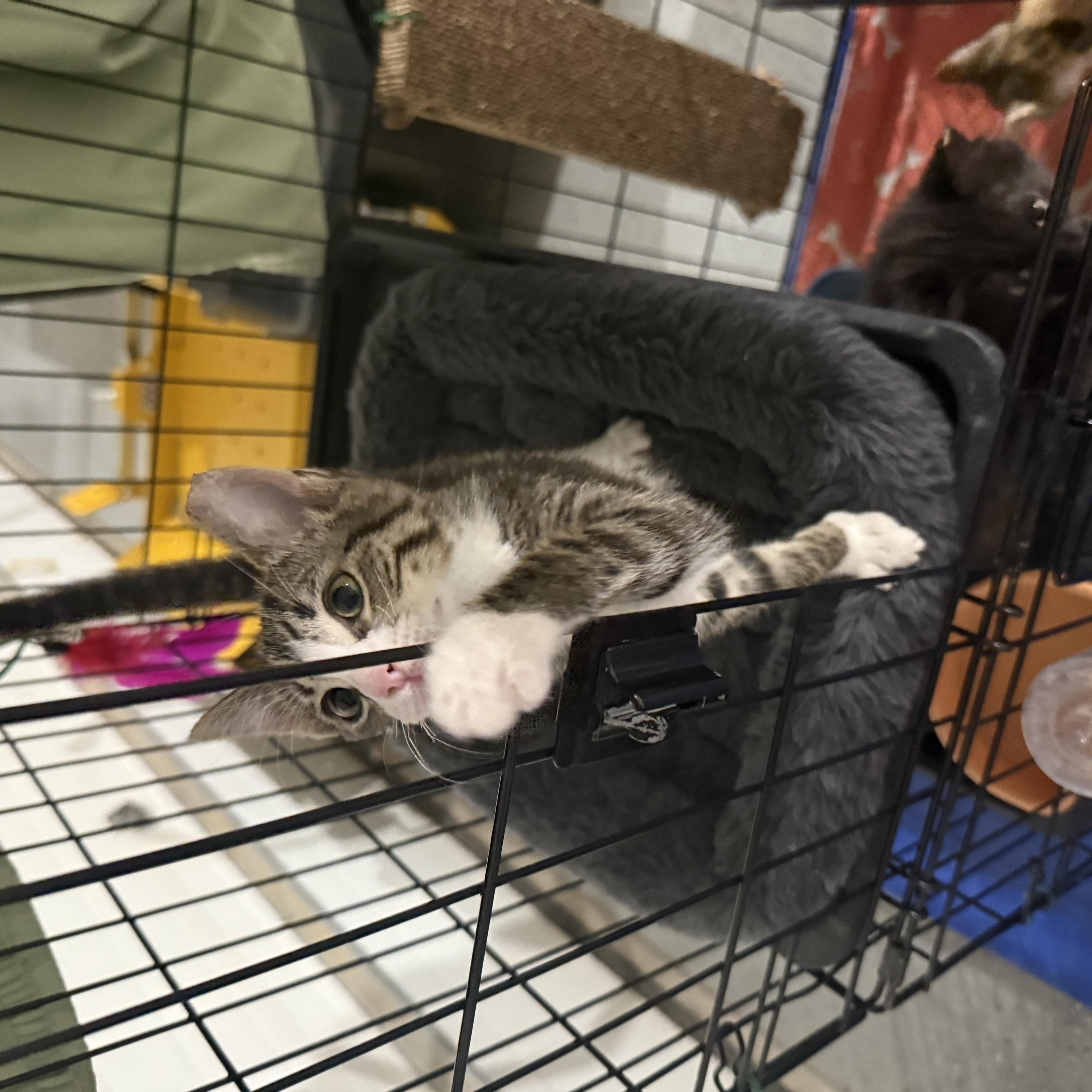 Angelica Schuyler, an adoptable Tabby in Lubbock, TX, 79490 | Photo Image 4