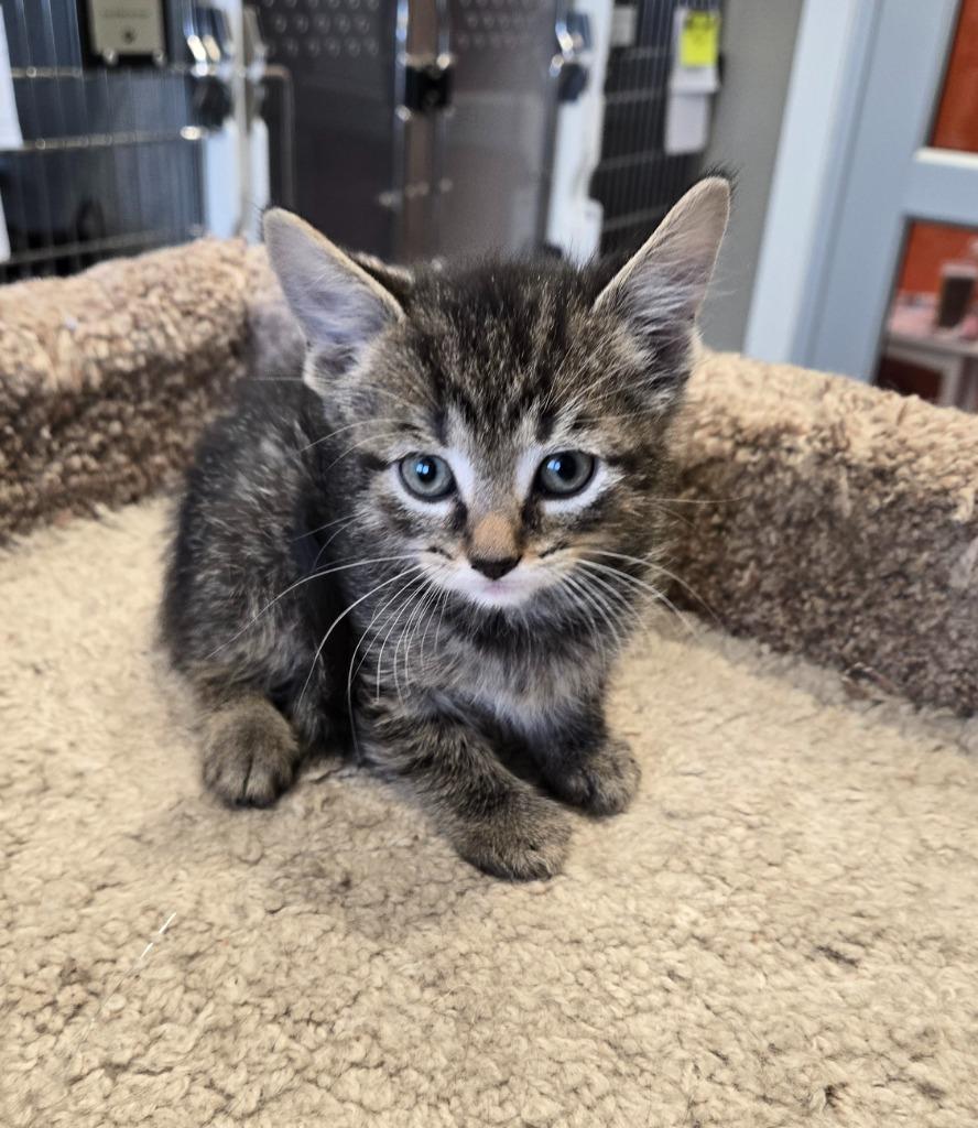 Enlarge Walter, a Adopted mixed breed in Sidney, OH image 1/1