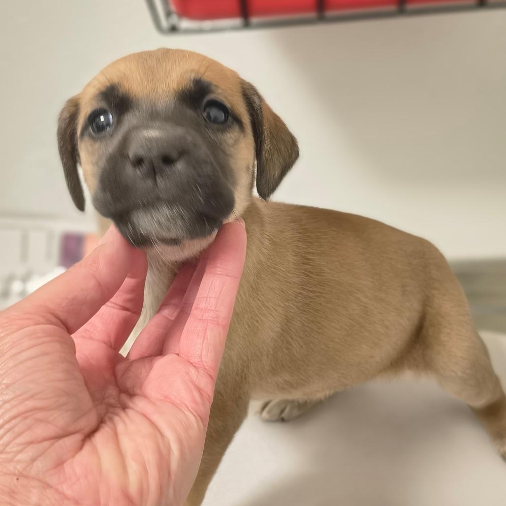 Sammy, Adoptable, Puppy Female Australian Cattle Dog / Blue Heeler & Mixed Breed.