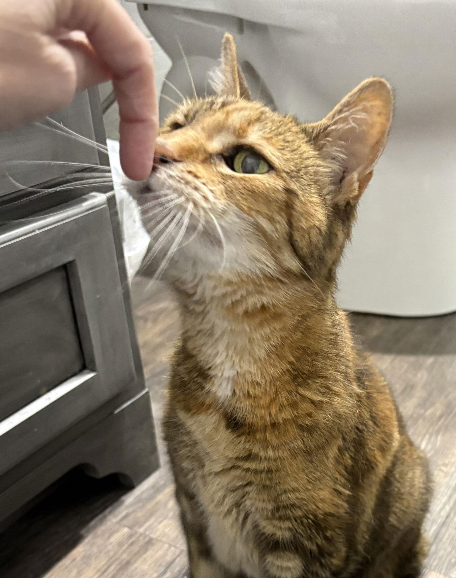 *Tank, Adoptable, Senior Female Domestic Short Hair.