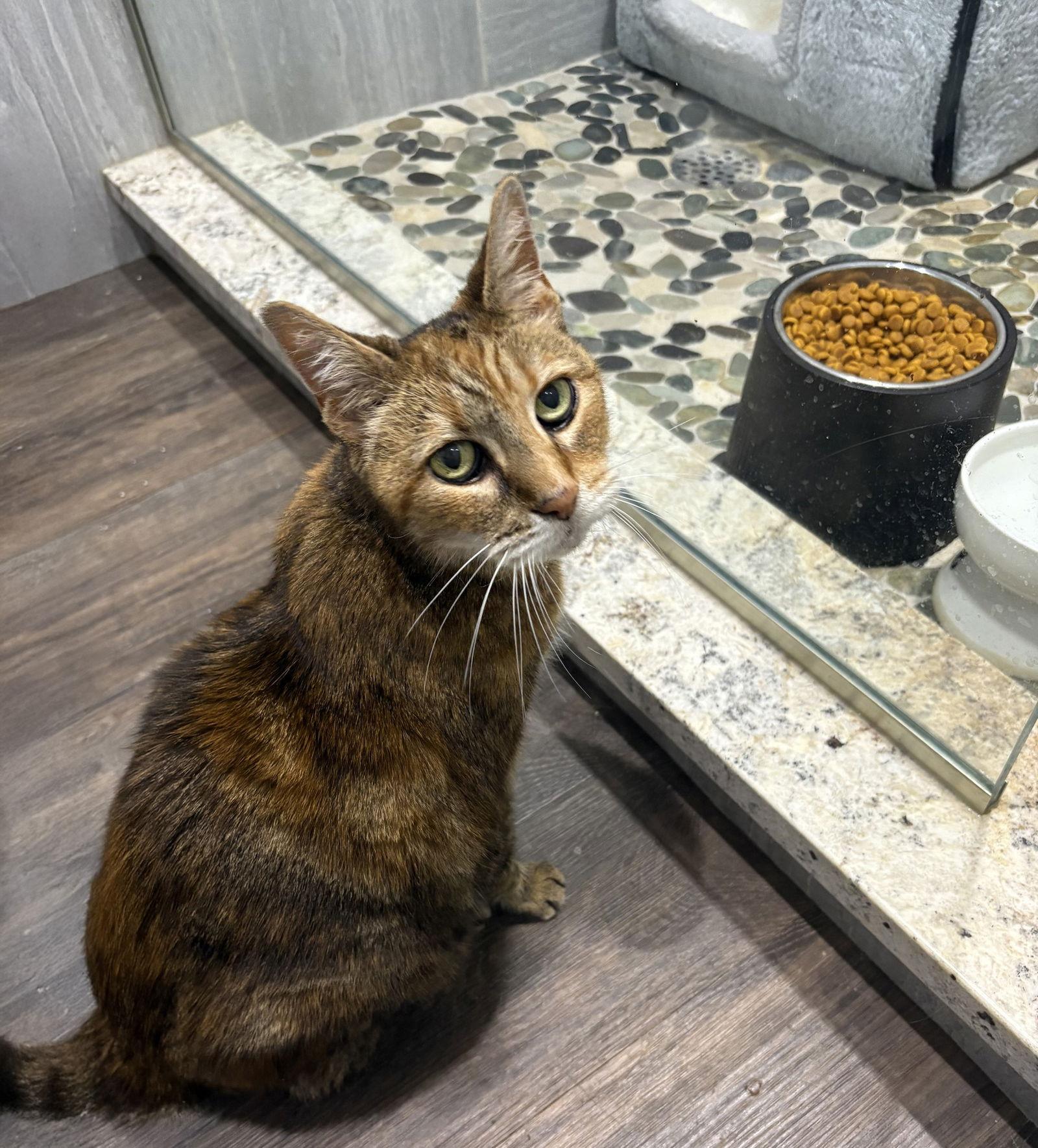 Enlarge *Tank, a Adoptable Domestic Short Hair in Forest, VA image 2/3