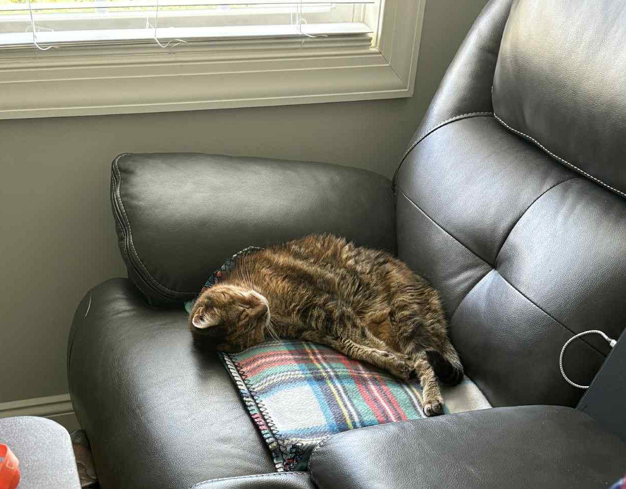 Enlarge *Tank, a Adoptable Domestic Short Hair in Forest, VA image 3/3