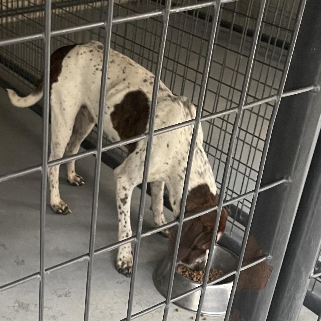 Professor Cosmic Brownie, Adoptable, Adult Male Mixed Breed & Hound.