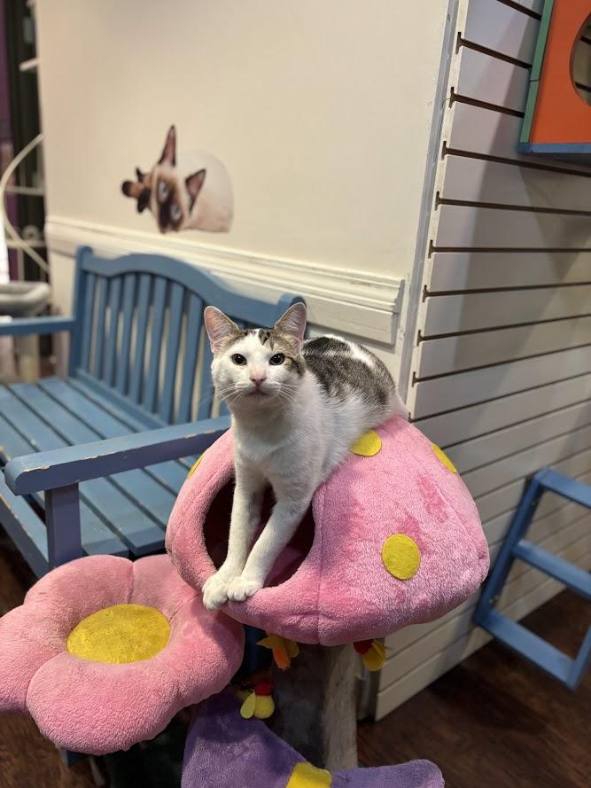 Sir Cadbury, adopted, Adult Male Domestic Short Hair.