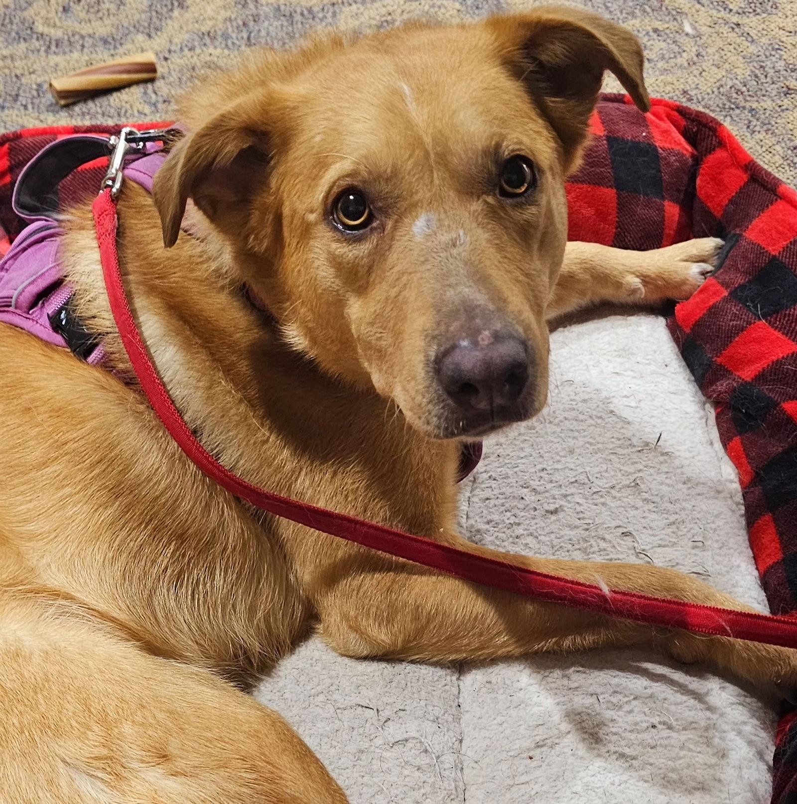 Gypsy, Adoptable, Adult Female Golden Retriever.