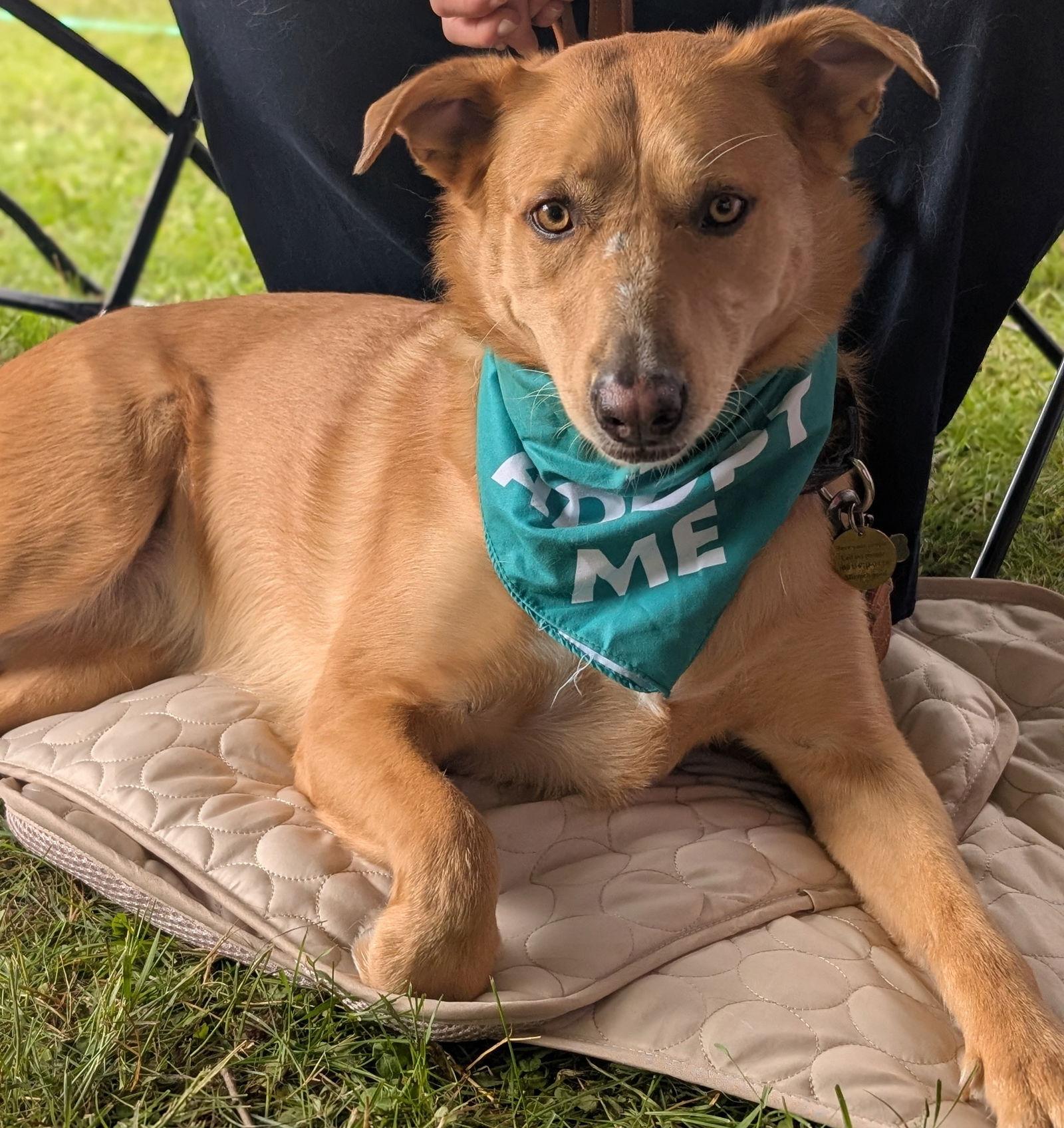 Gypsy, a Adoptable Golden Retriever in Brooklyn Center, MN image 2/3