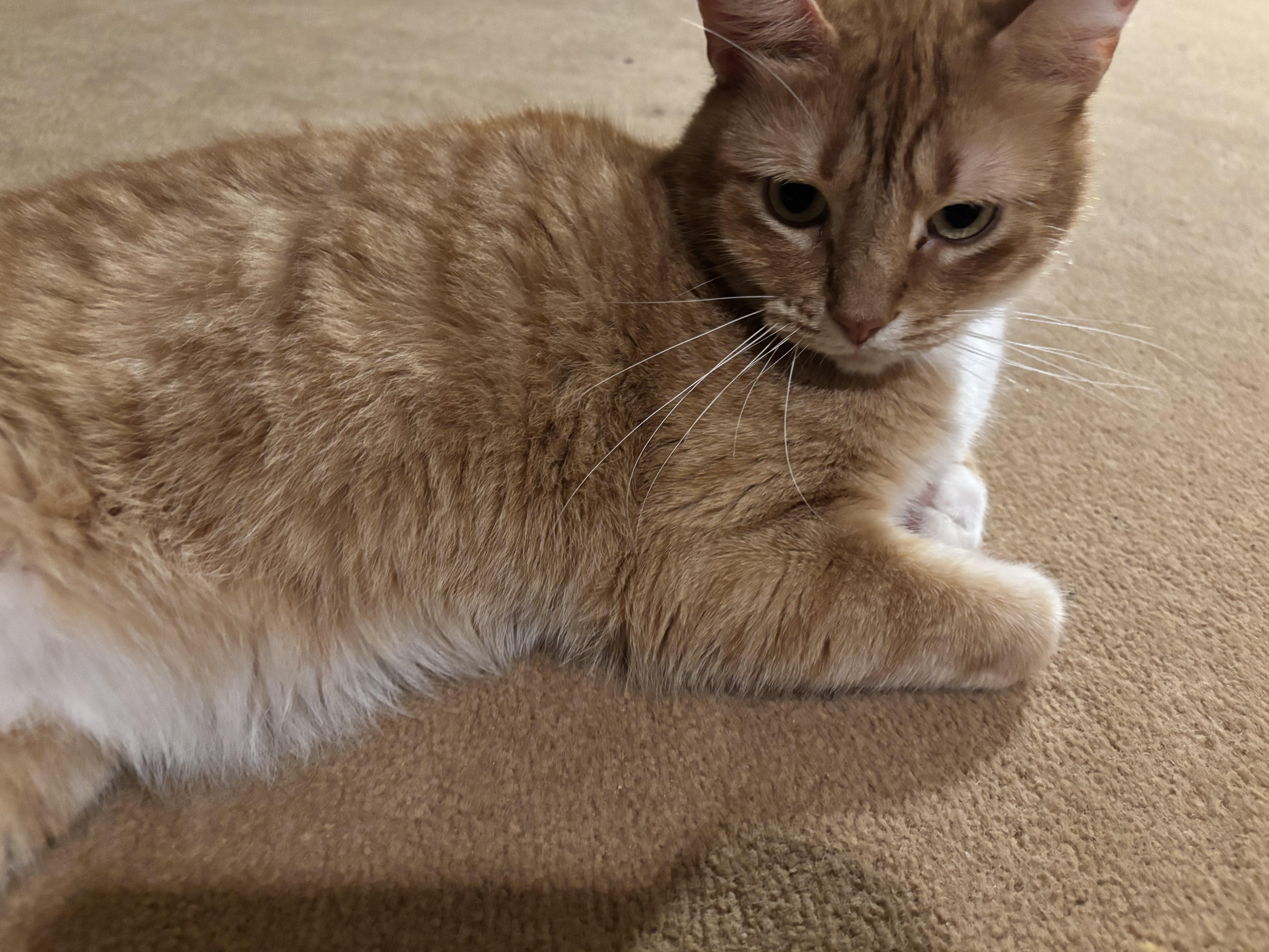Enlarge Conway, a ADOPTABLE Domestic Short Hair in Dover, DE image 3/6
