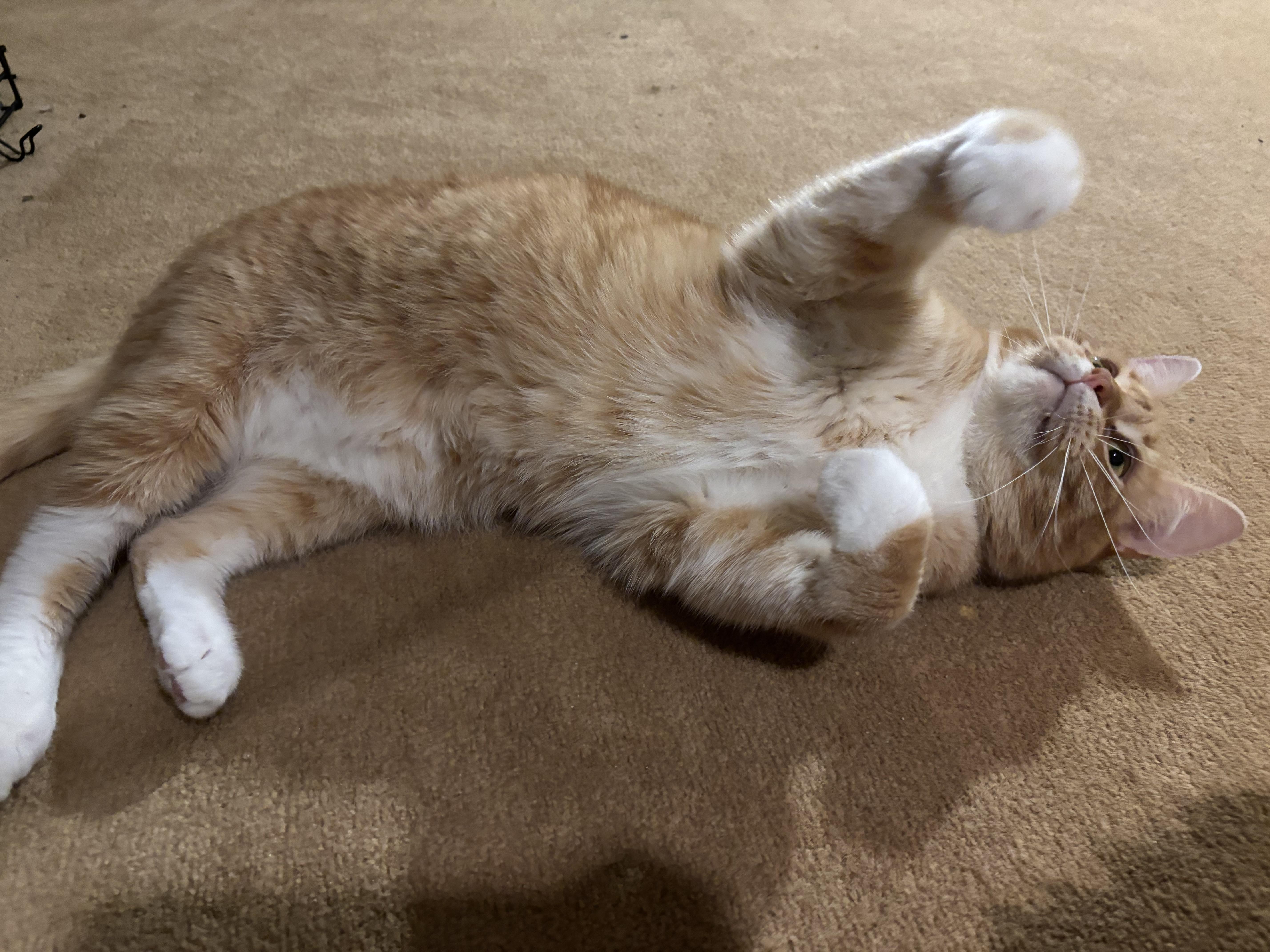 Enlarge Conway, a ADOPTABLE Domestic Short Hair in Dover, DE image 5/6