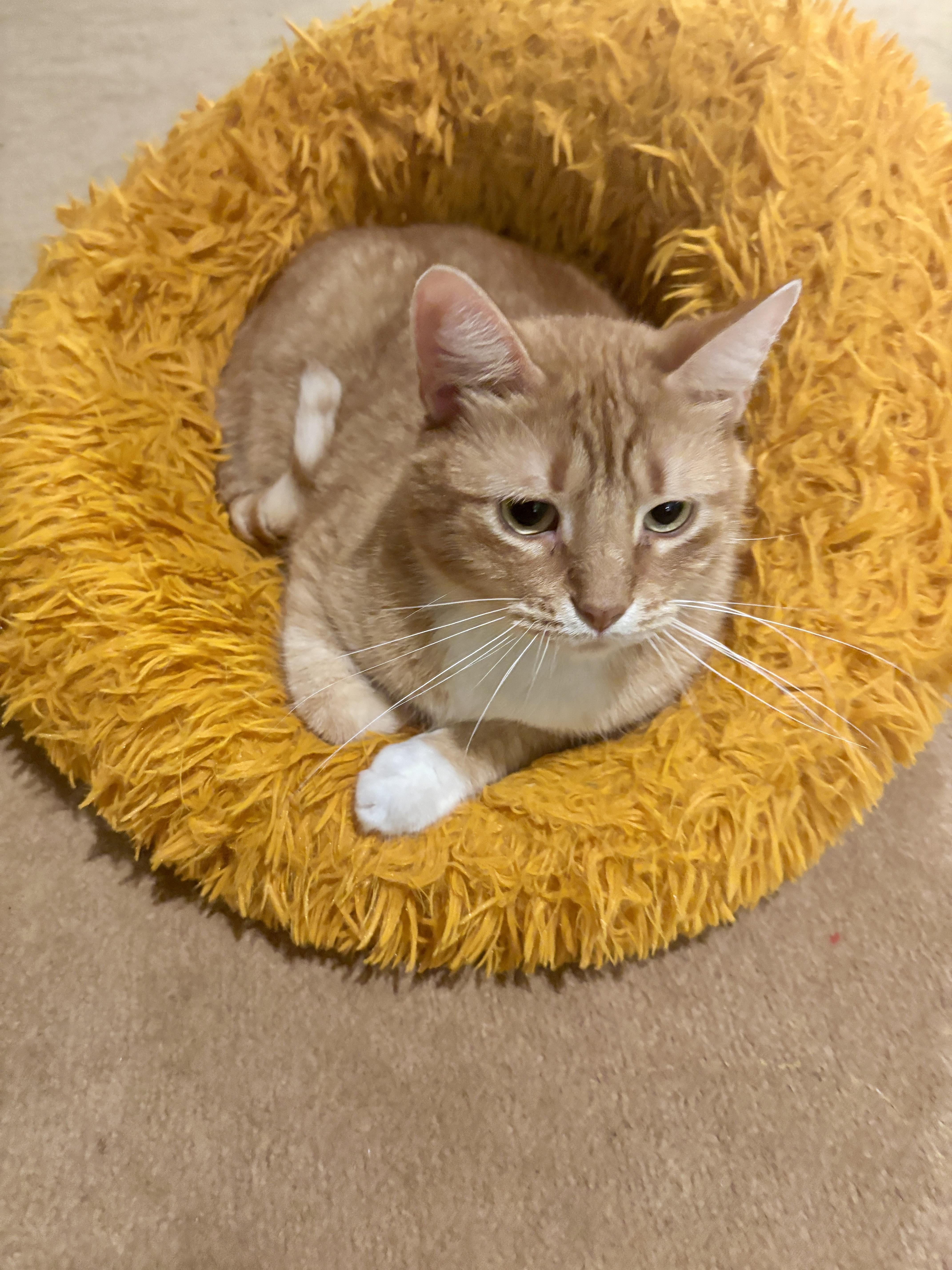 Conway, ADOPTABLE, Adult Male Domestic Short Hair.