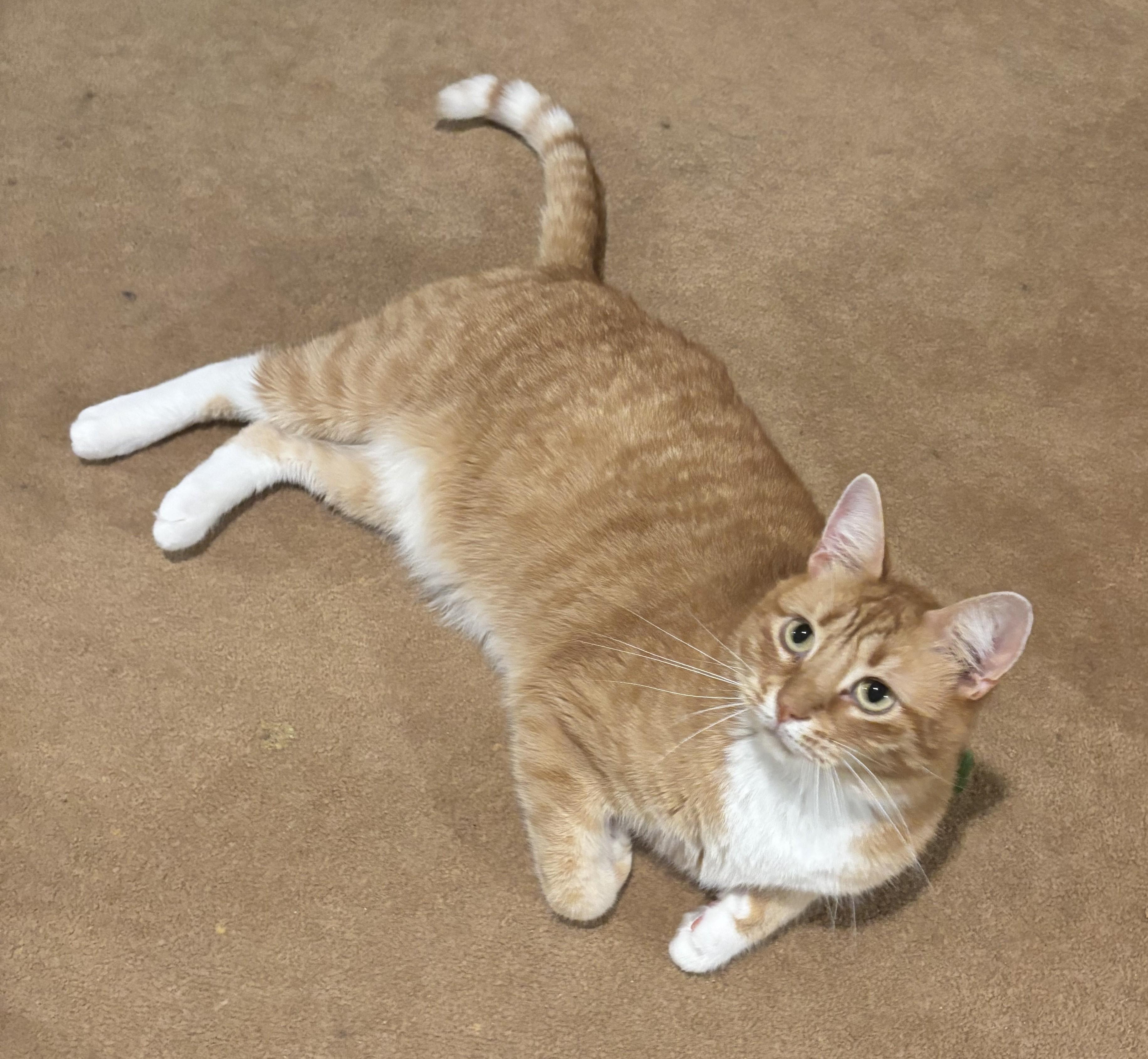 Enlarge Conway, a ADOPTABLE Domestic Short Hair in Dover, DE image 2/6