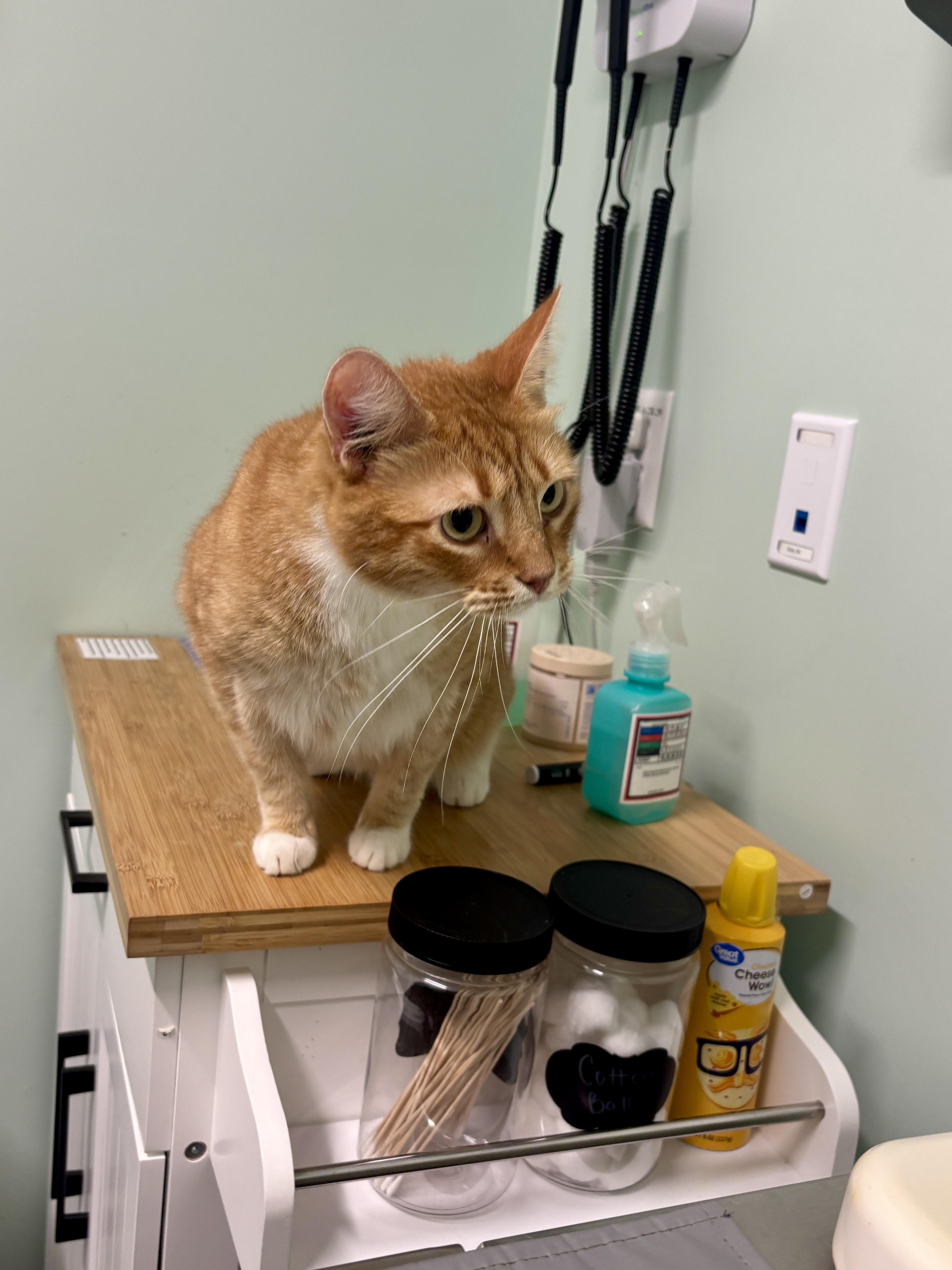 Enlarge Conway, a ADOPTABLE Domestic Short Hair in Dover, DE image 4/6