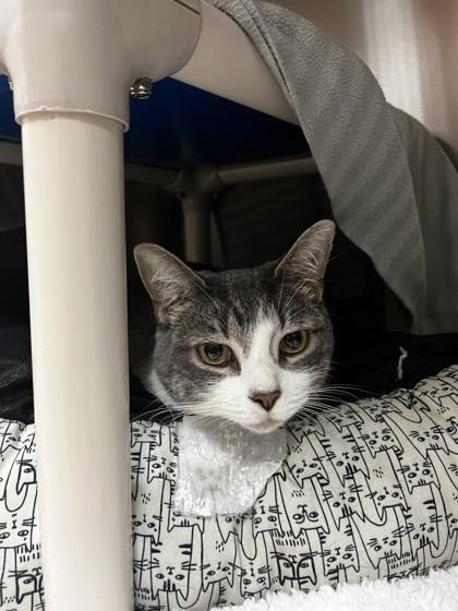 Billy, Adult Female Domestic Short Hair