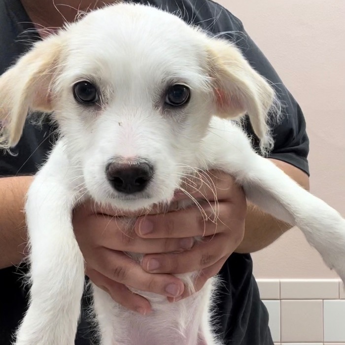 Enlarge Winifred “Winnie”, a Adopted mixed breed in Pembroke Pines, FL image 2/2