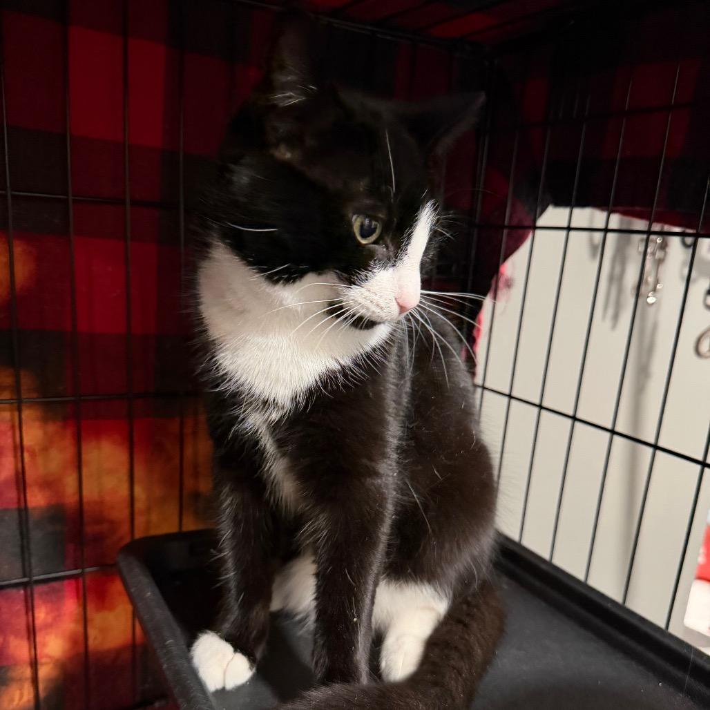 Enlarge Ty, a Adoptable Domestic Short Hair in Fredericksburg, VA image 1/2