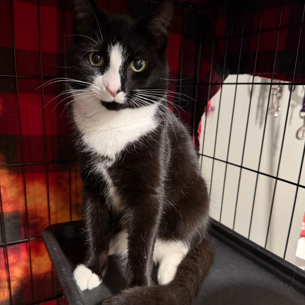 Enlarge Ty, a Adoptable Domestic Short Hair in Fredericksburg, VA image 2/2