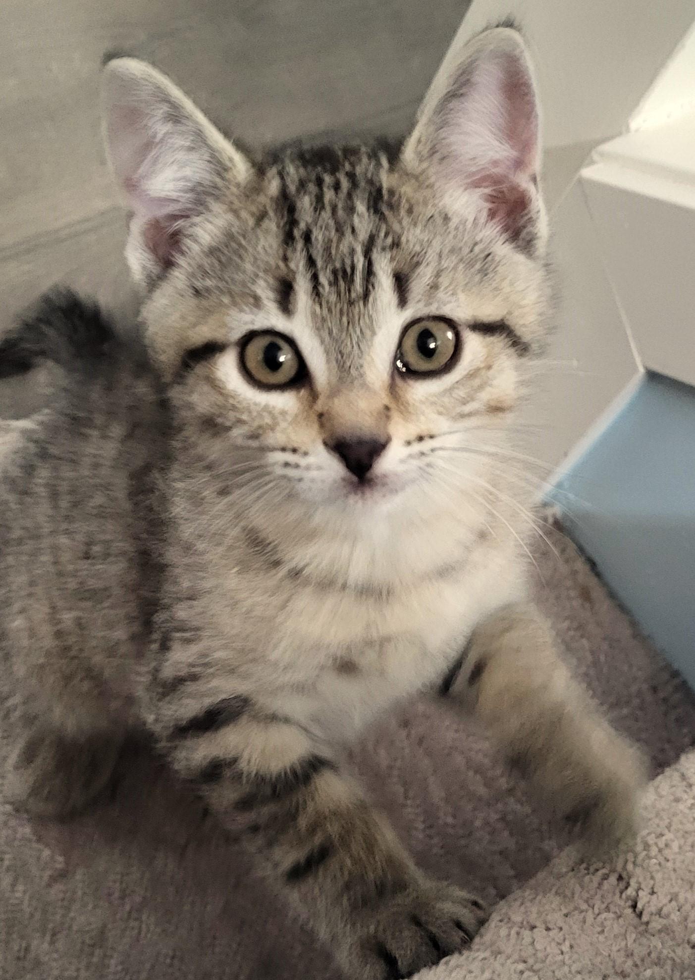 Marlowe, Adoptable, Kitten Male Domestic Short Hair.