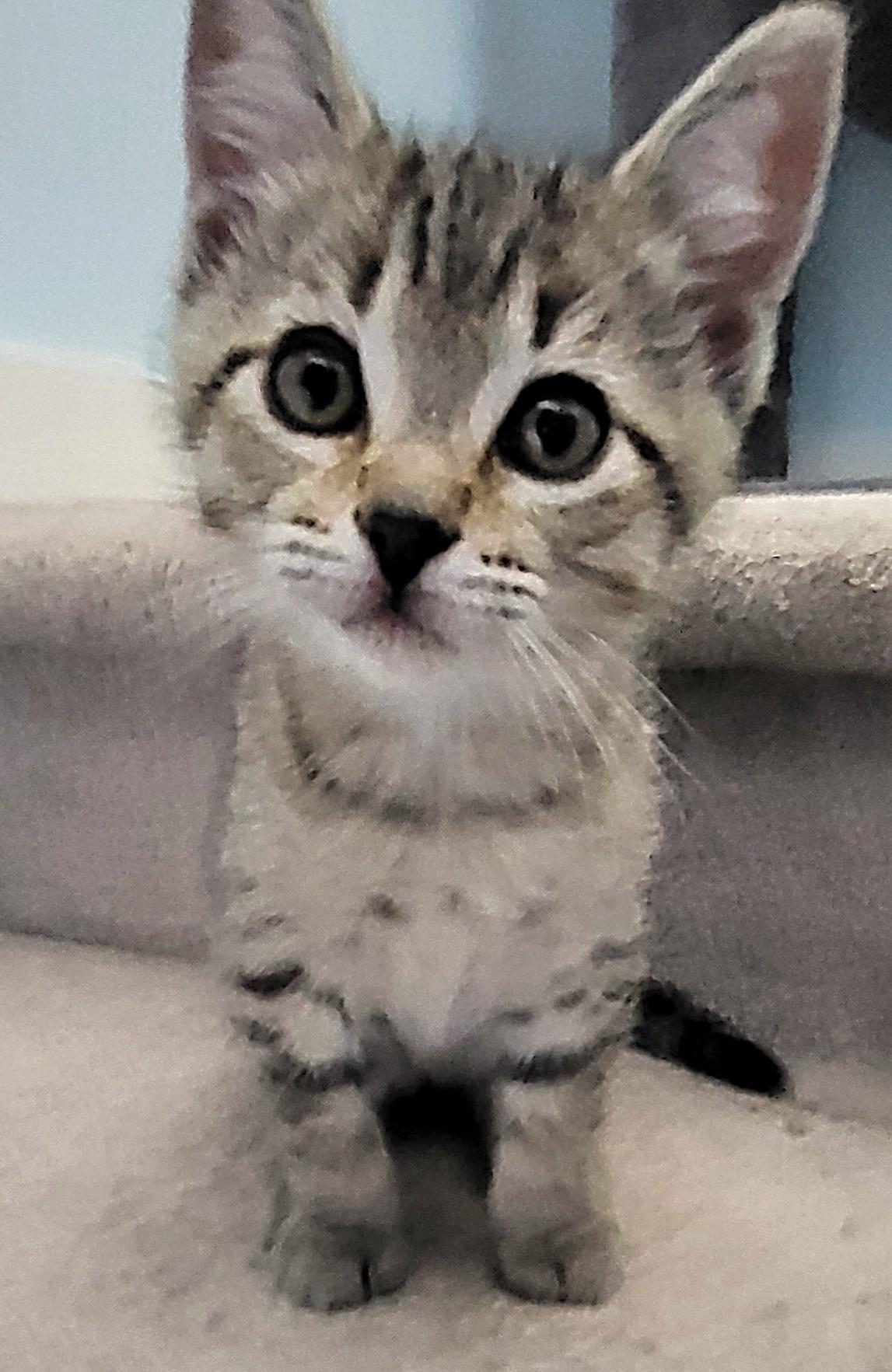 Enlarge Marlowe, a Adoptable Domestic Short Hair in Saanichton, BC image 2/5