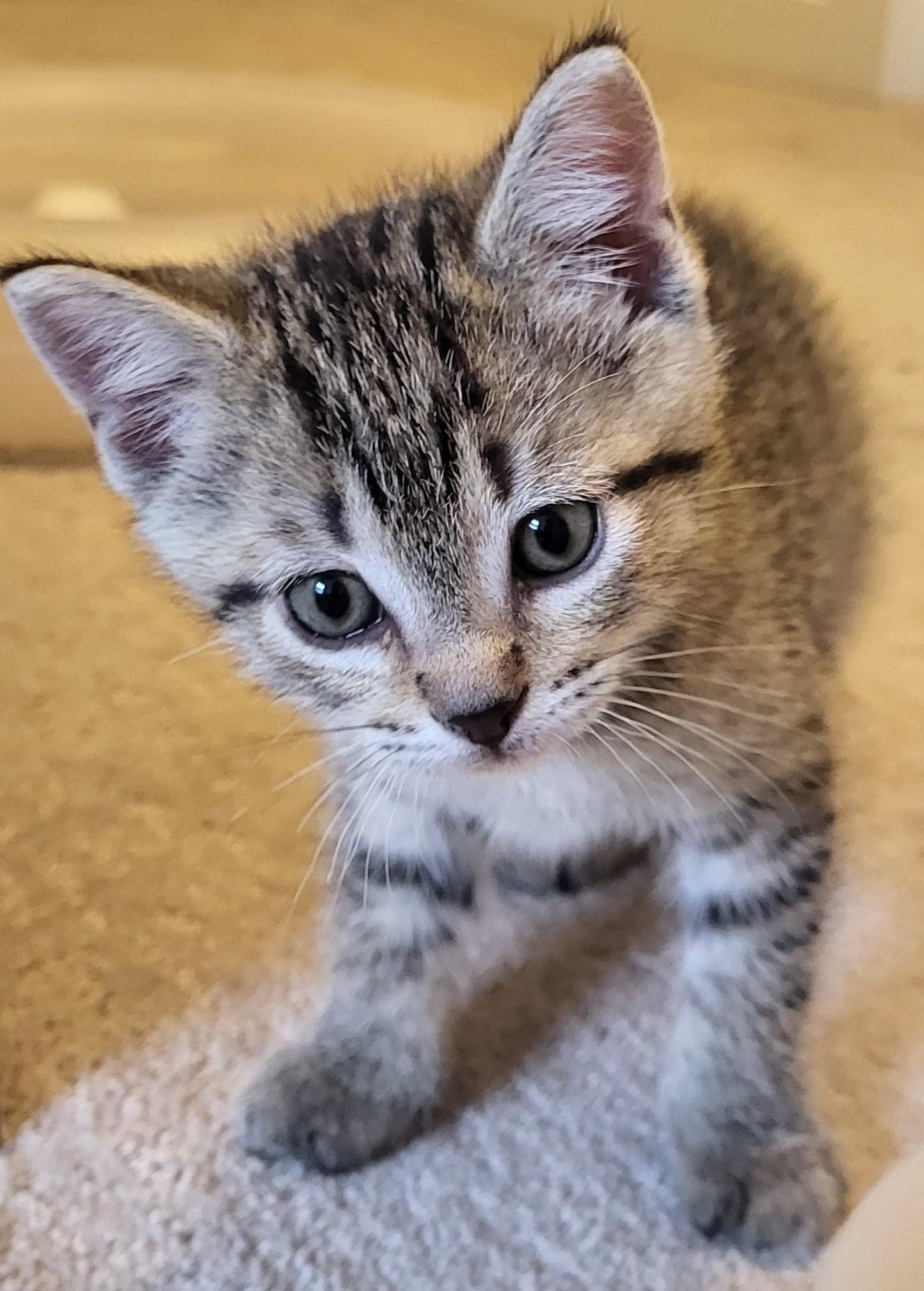 Enlarge Marlowe, a Adoptable Domestic Short Hair in Saanichton, BC image 5/5