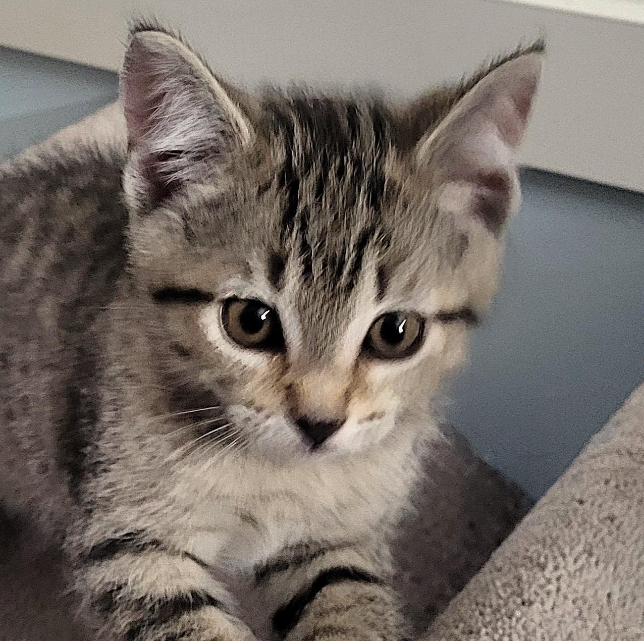 Enlarge Marlowe, a Adoptable Domestic Short Hair in Saanichton, BC image 3/5