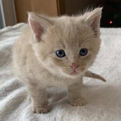 Mac, Adoptable, Kitten Male Domestic Short Hair.