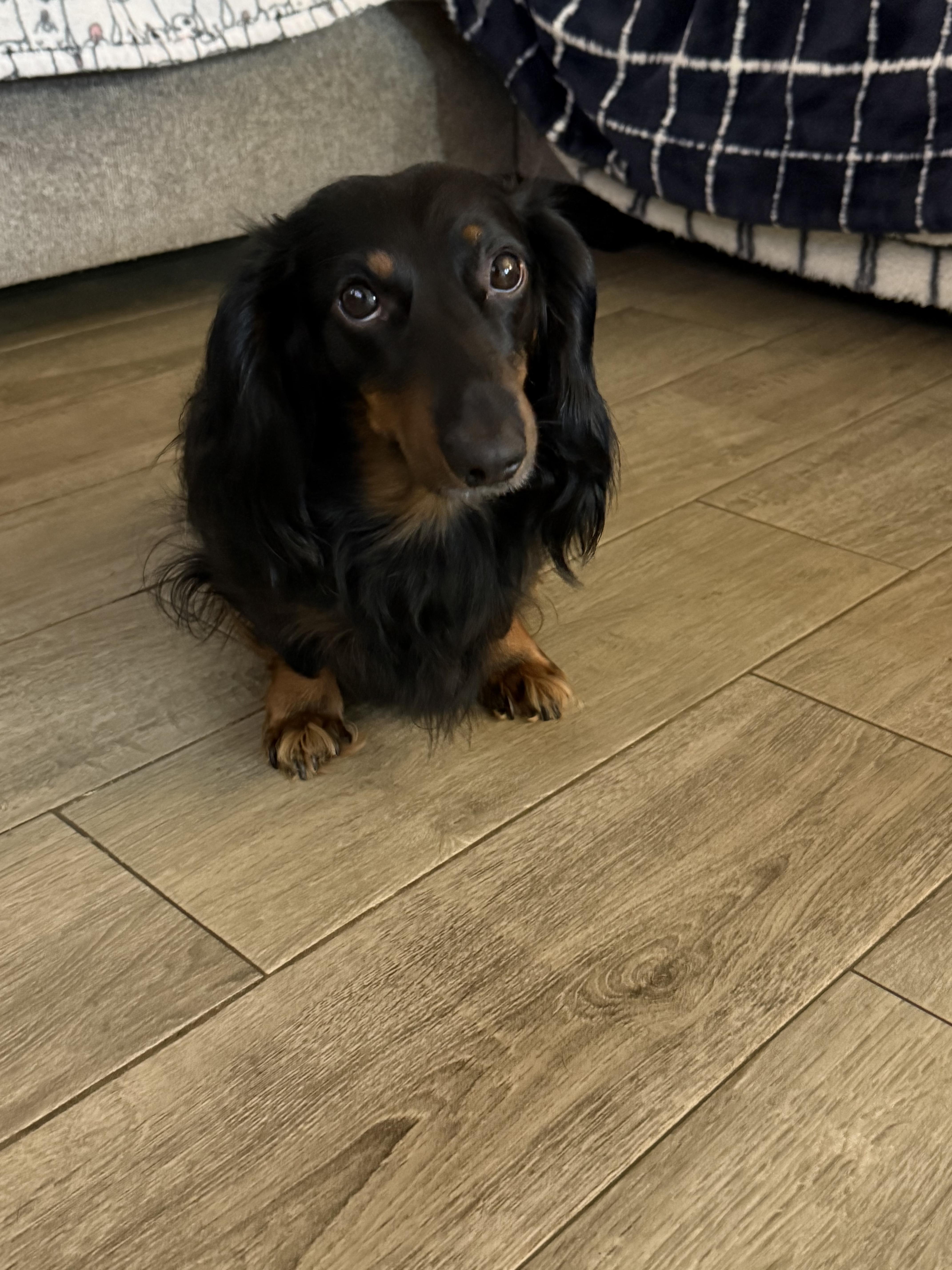 Enlarge Minnie & Ollie, a Adopted Dachshund (Miniature Long Haired) in New Haven, CT image 5/5