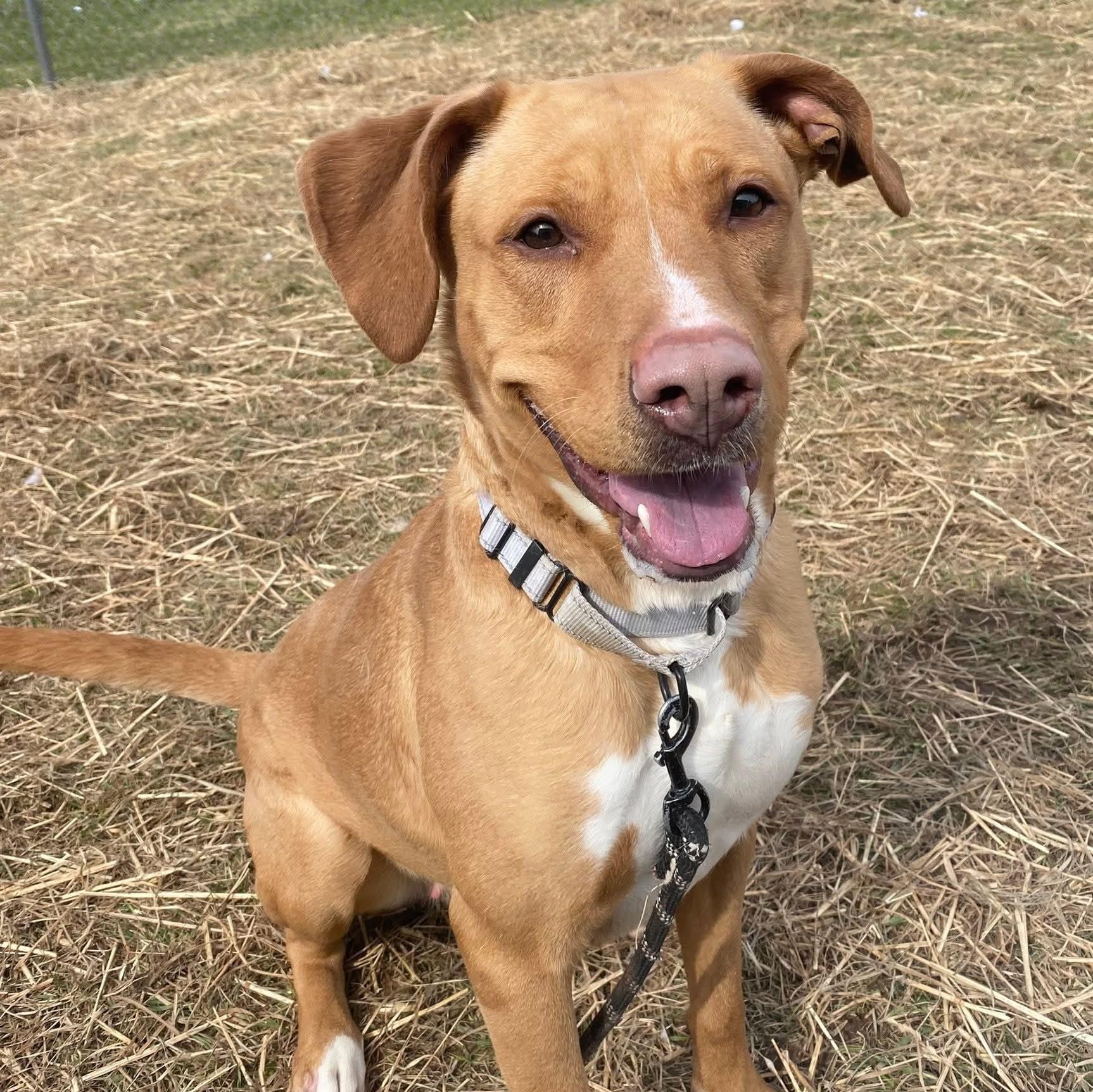 Nova, a Adoptable mixed breed in Syracuse, NY image 1/2