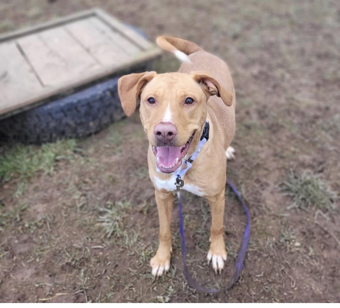 Nova, a Adoptable mixed breed in Syracuse, NY image 2/2