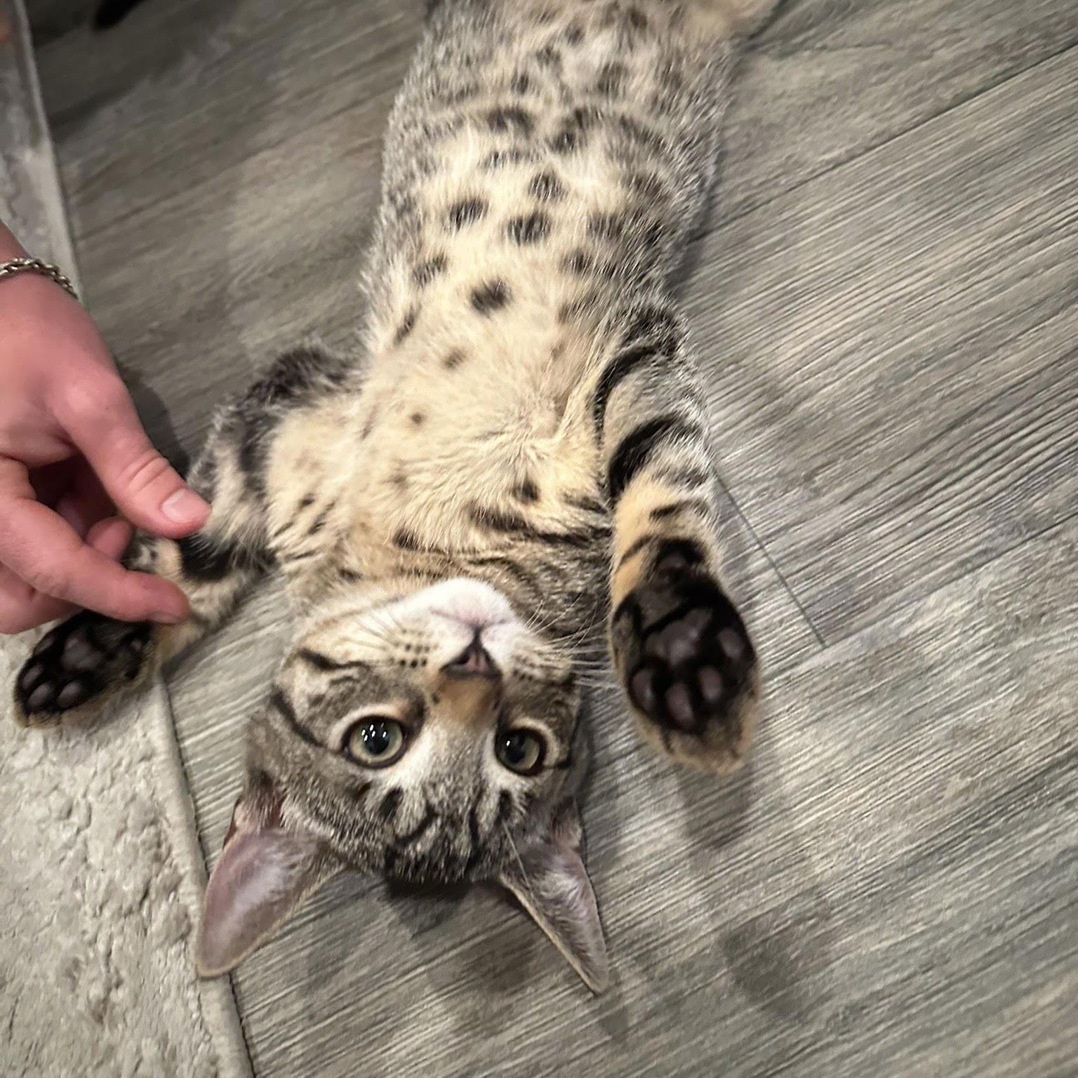 Bandit, a Adopted Domestic Short Hair in San Jose, CA image 1/3