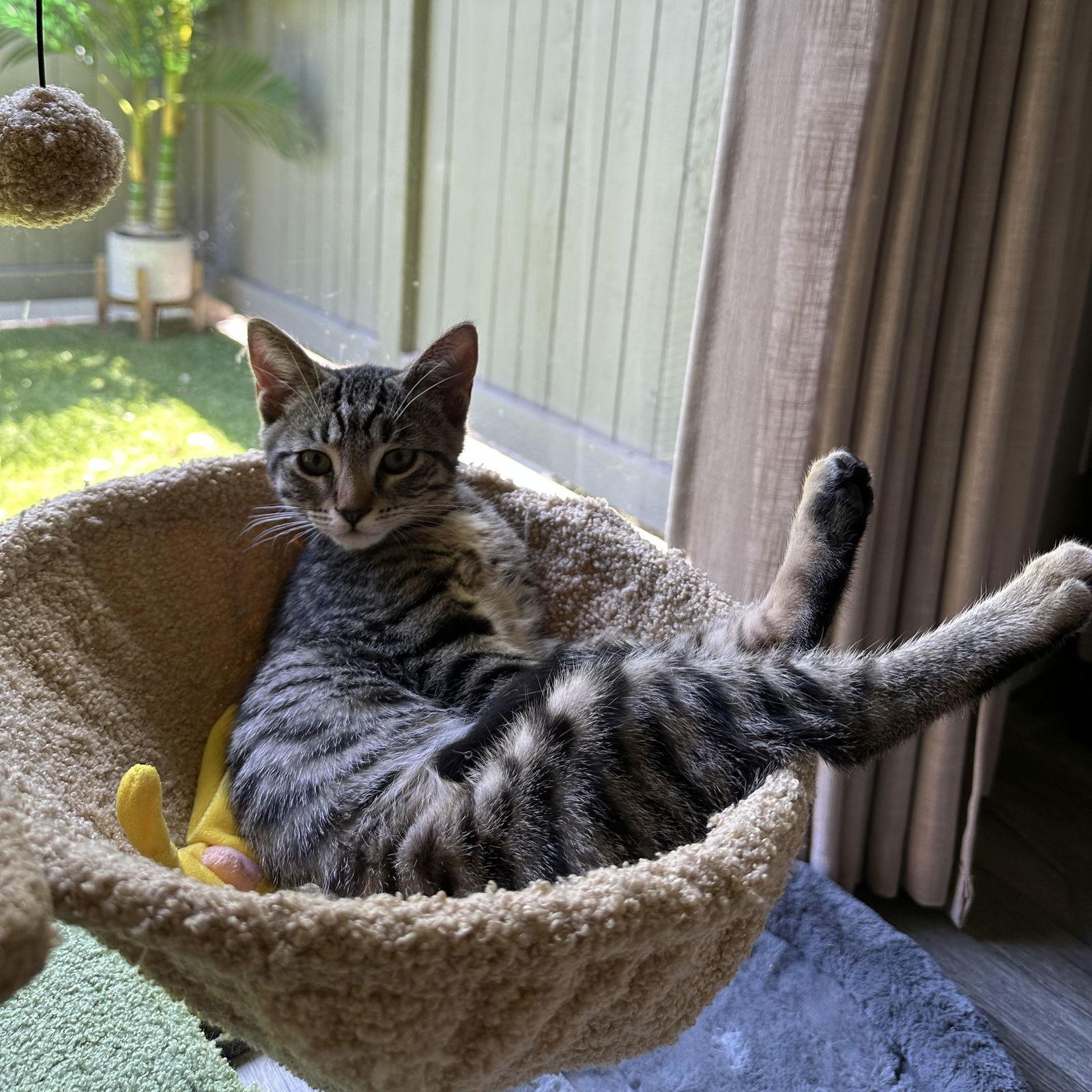 Bandit, a Adopted Domestic Short Hair in San Jose, CA image 2/3