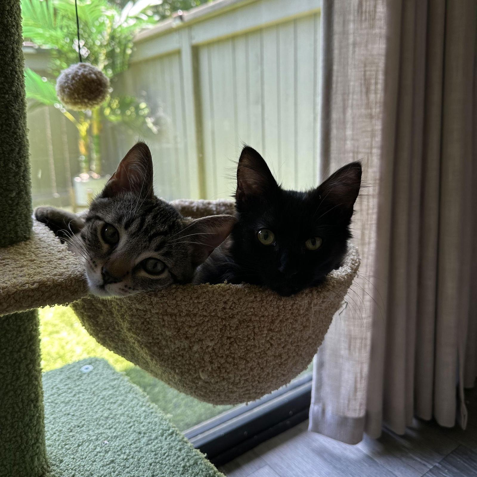 Bandit, a Adopted Domestic Short Hair in San Jose, CA image 3/3