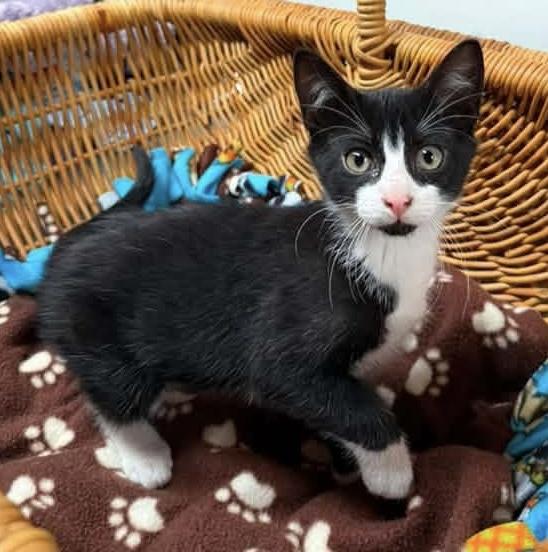 Enlarge Elmer, a ADOPTABLE Domestic Short Hair in Breinigsville, PA image 1/1
