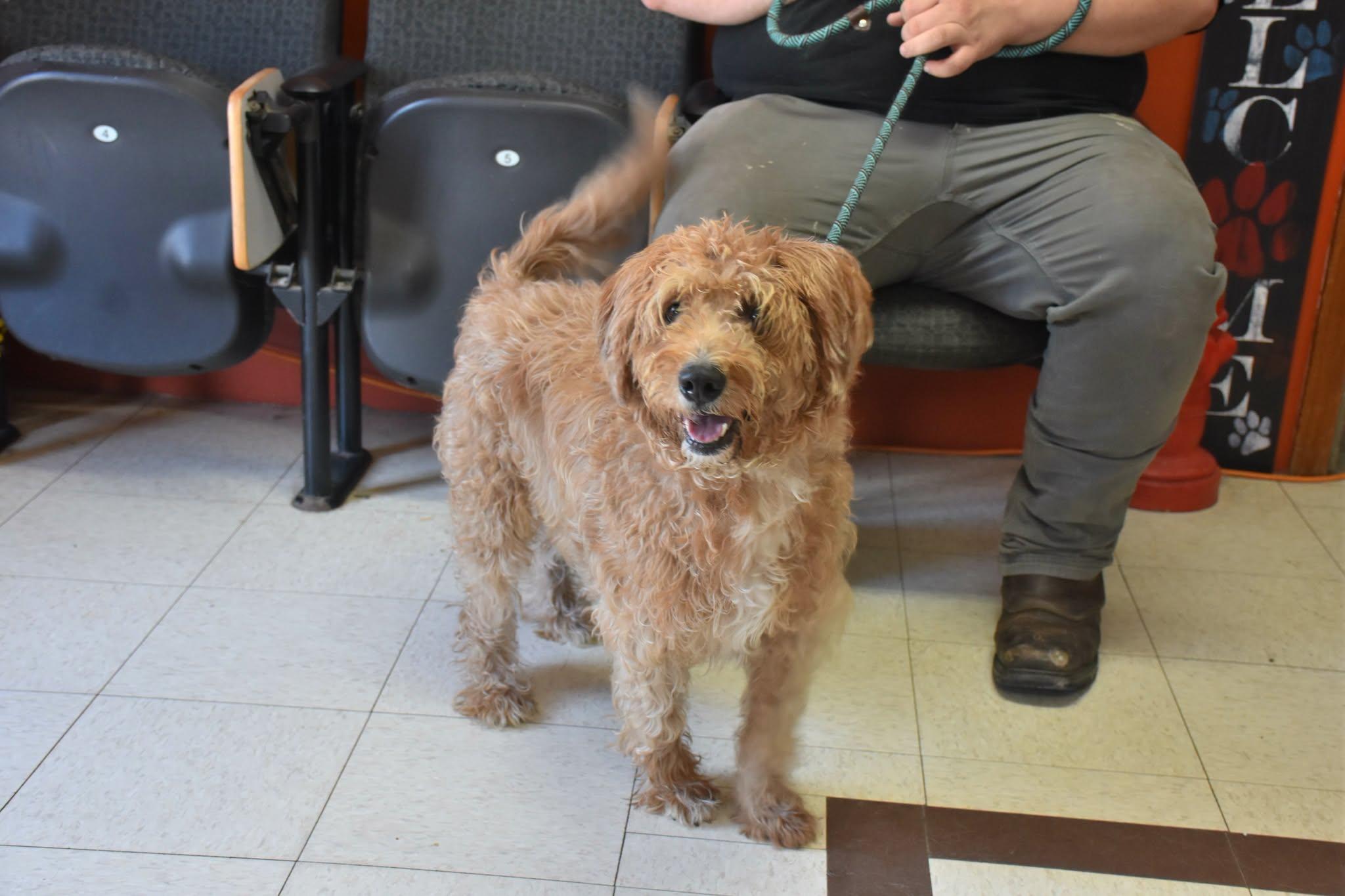 Dexter, ADOPTABLE, Adult Male Goldendoodle.