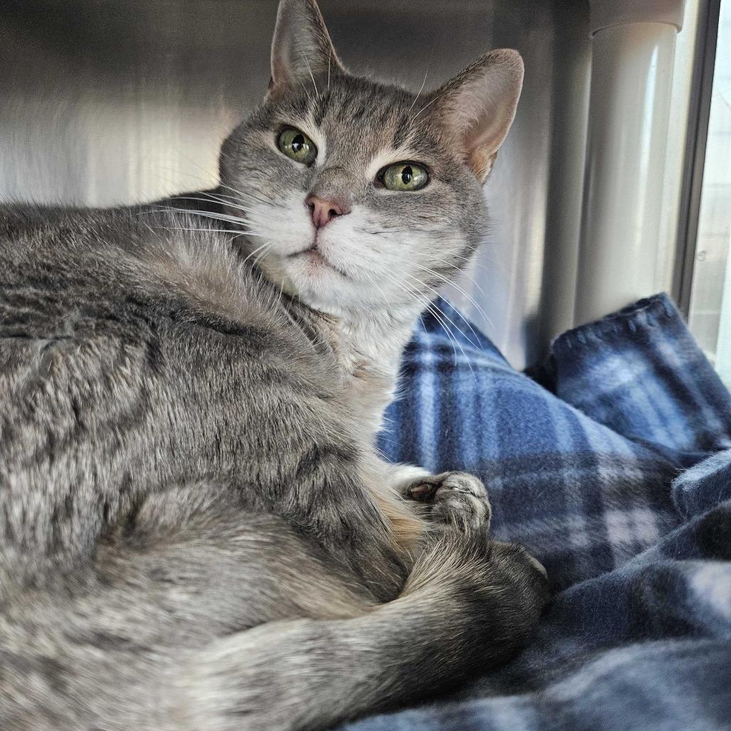 Enlarge Dahli, a Adoptable Domestic Short Hair in Dover, NH image 3/6