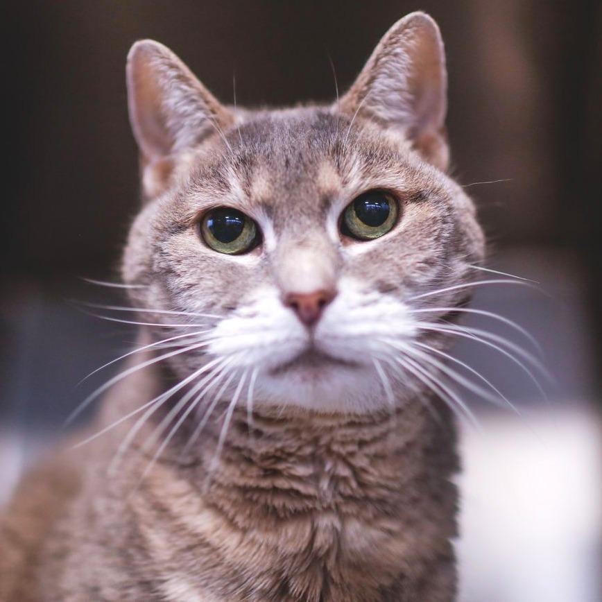 Enlarge Dahli, a Adoptable Domestic Short Hair in Dover, NH image 4/6