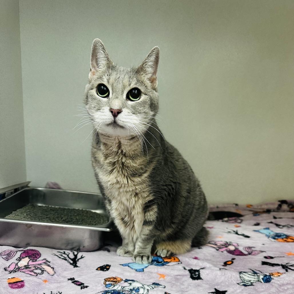 Enlarge Dahli, a Adoptable Domestic Short Hair in Dover, NH image 5/6